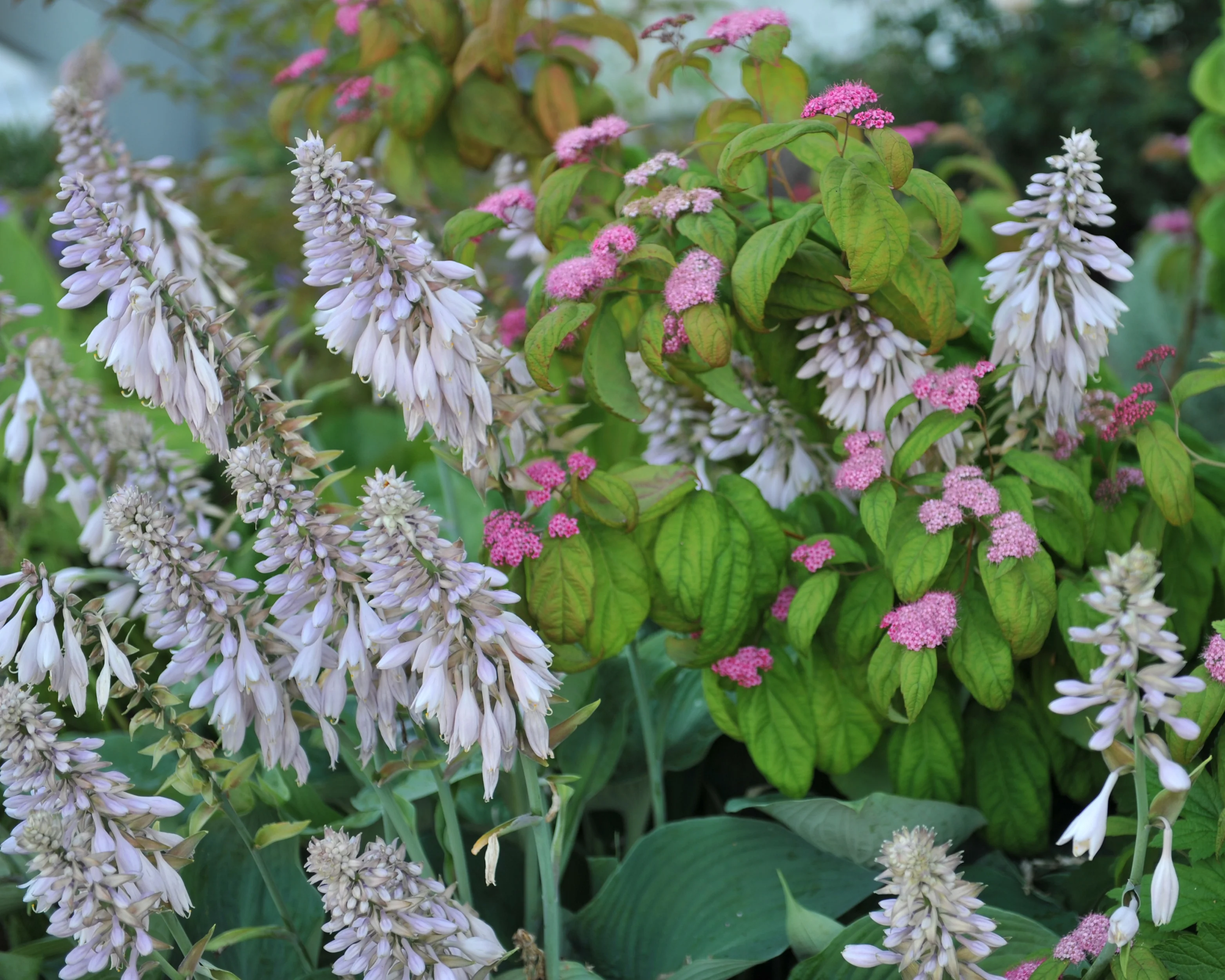 Hosta 'Blue Angel' - Image 6