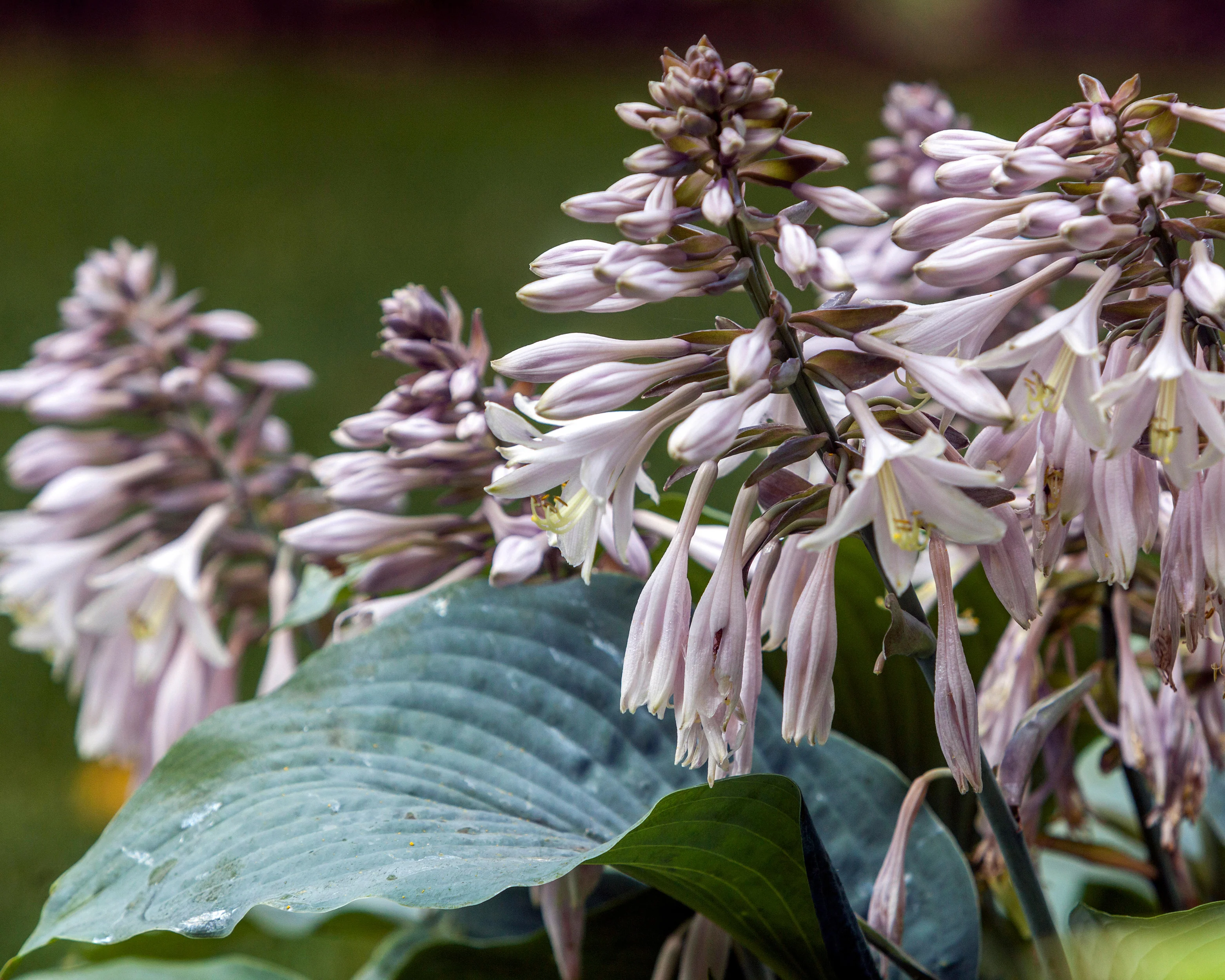 Hosta 'Blue Angel' - Image 7