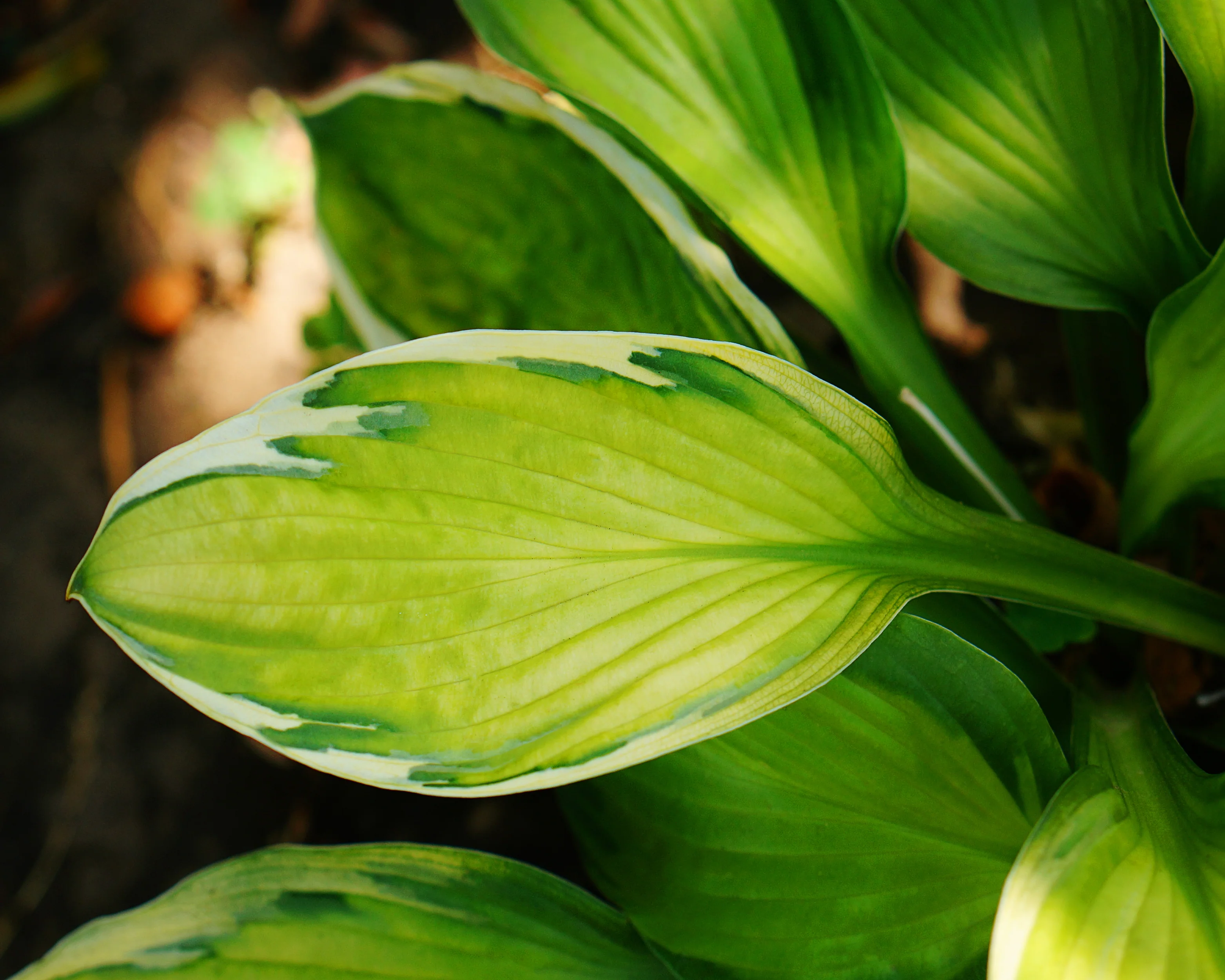 Hosta 'Captain's Adventure' - Image 2