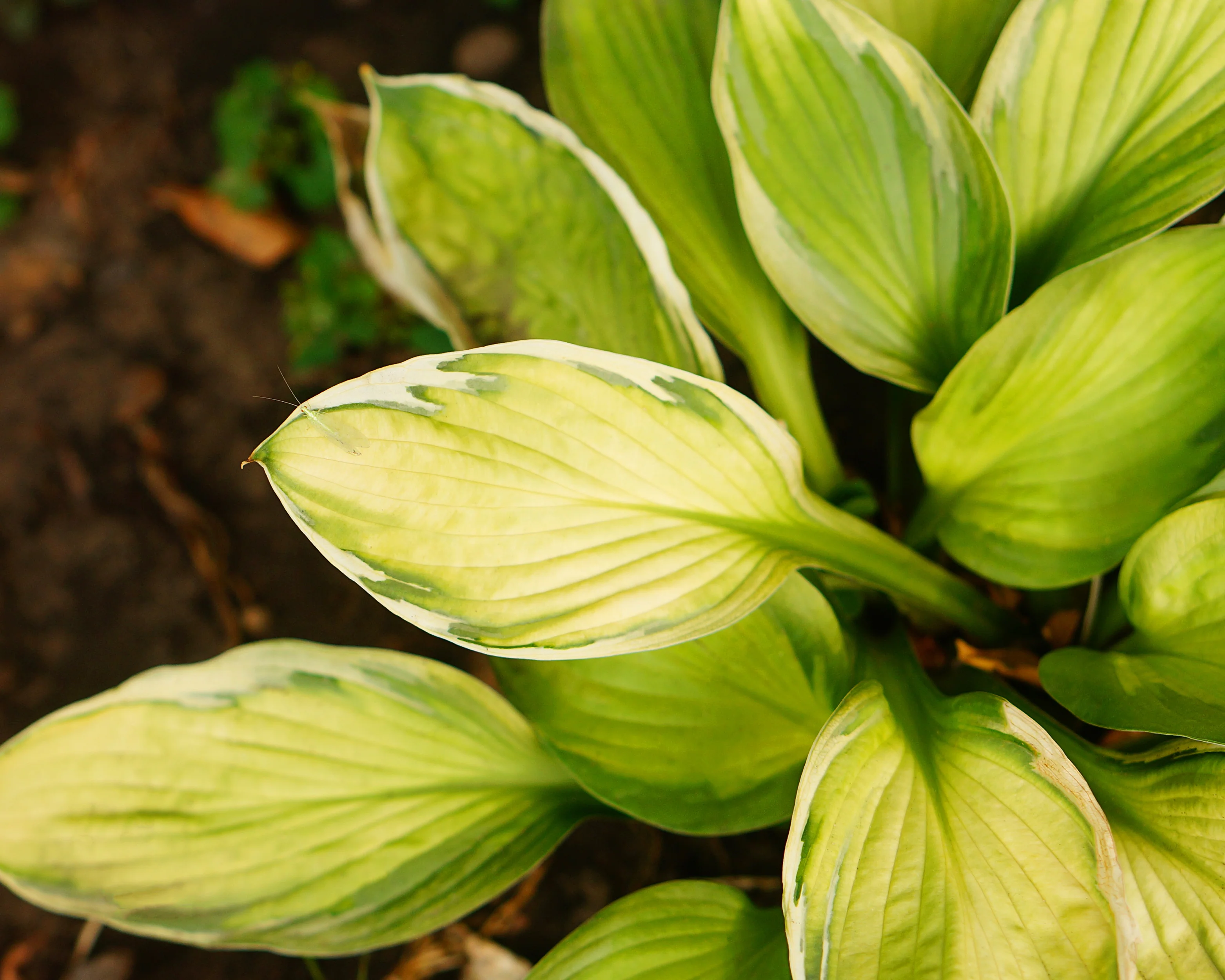 Hosta 'Captain's Adventure' - Image 5