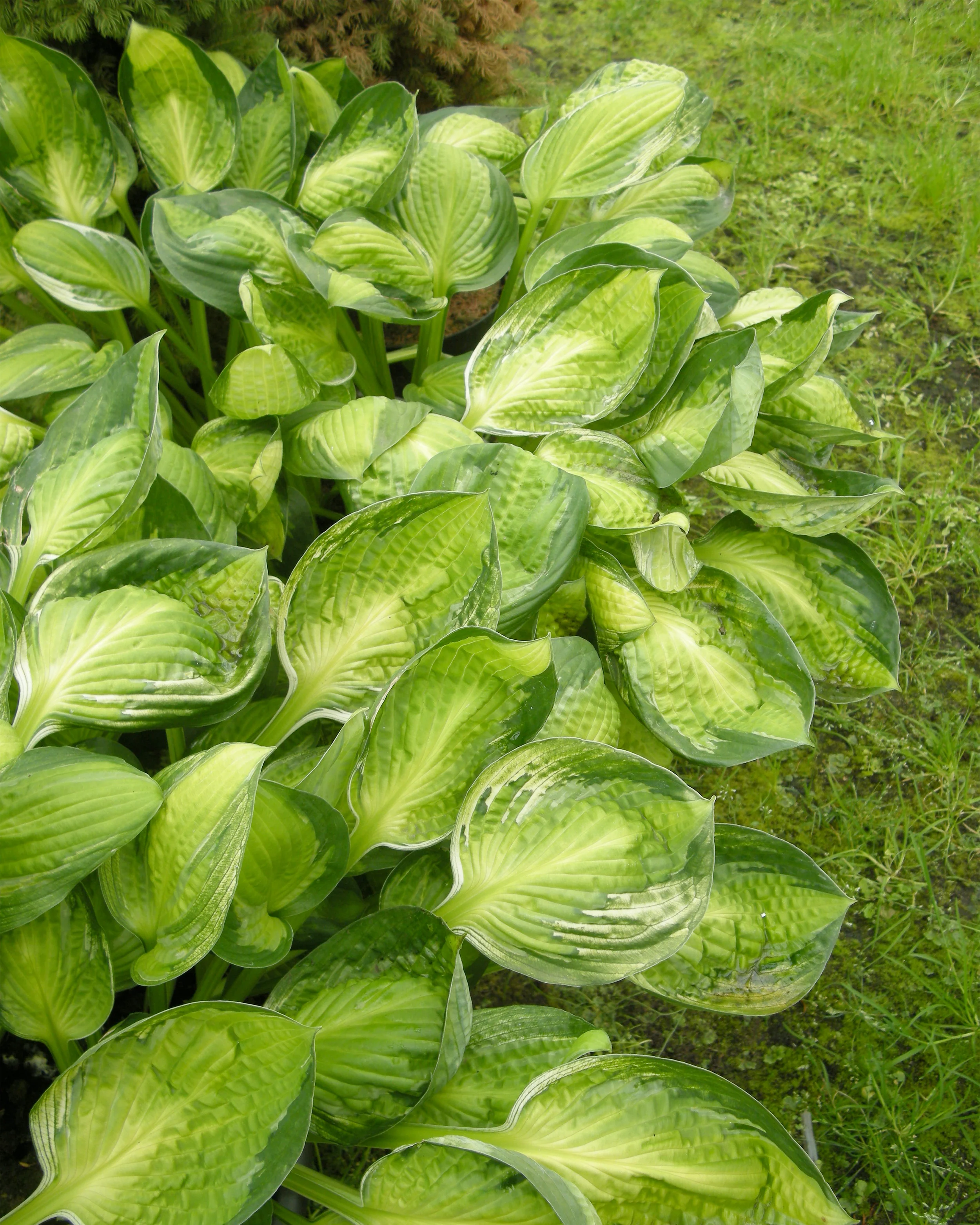 Hosta 'Captain's Adventure' - Image 6
