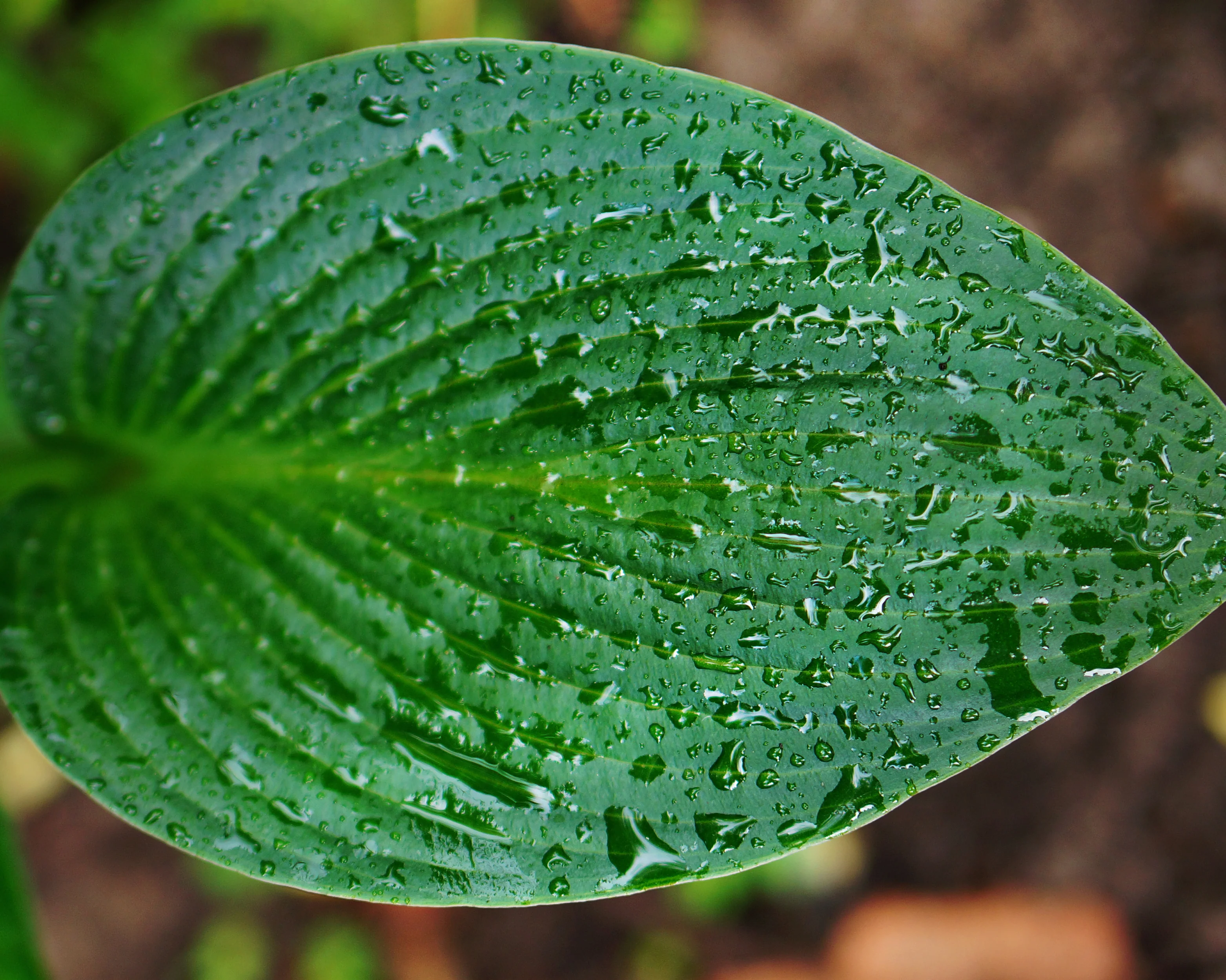 Hosta 'Devon Green' - Image 3