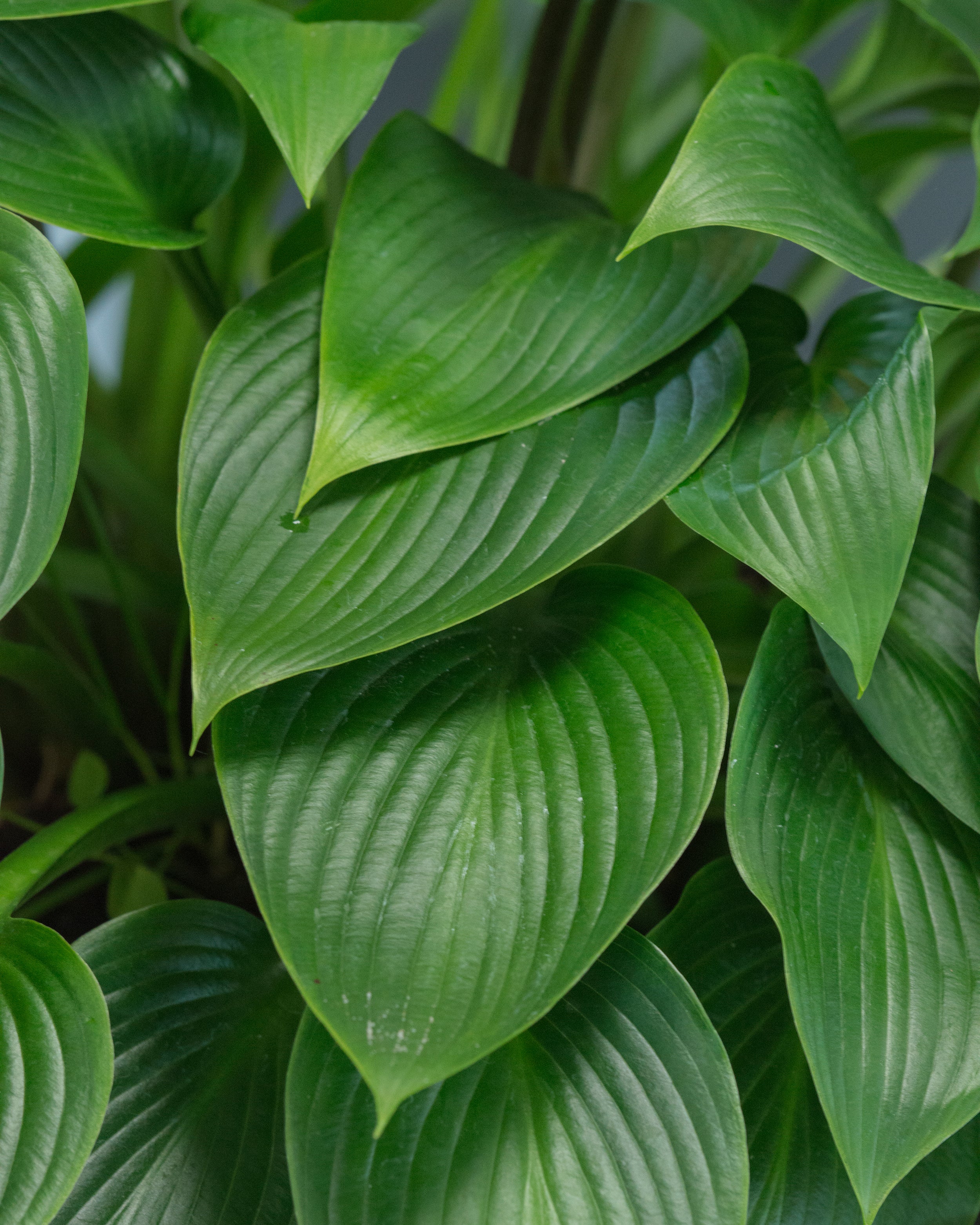 Hosta 'Devon Green' - Image 6