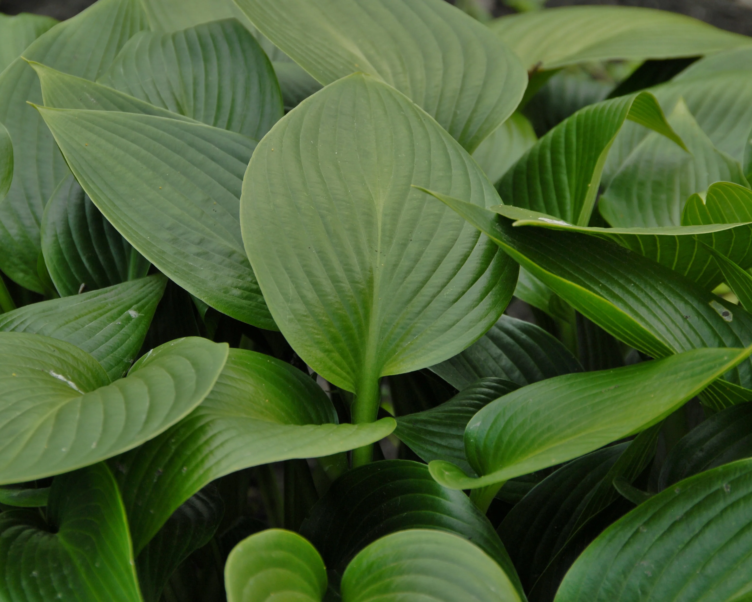 Hosta 'Devon Green' - Image 7