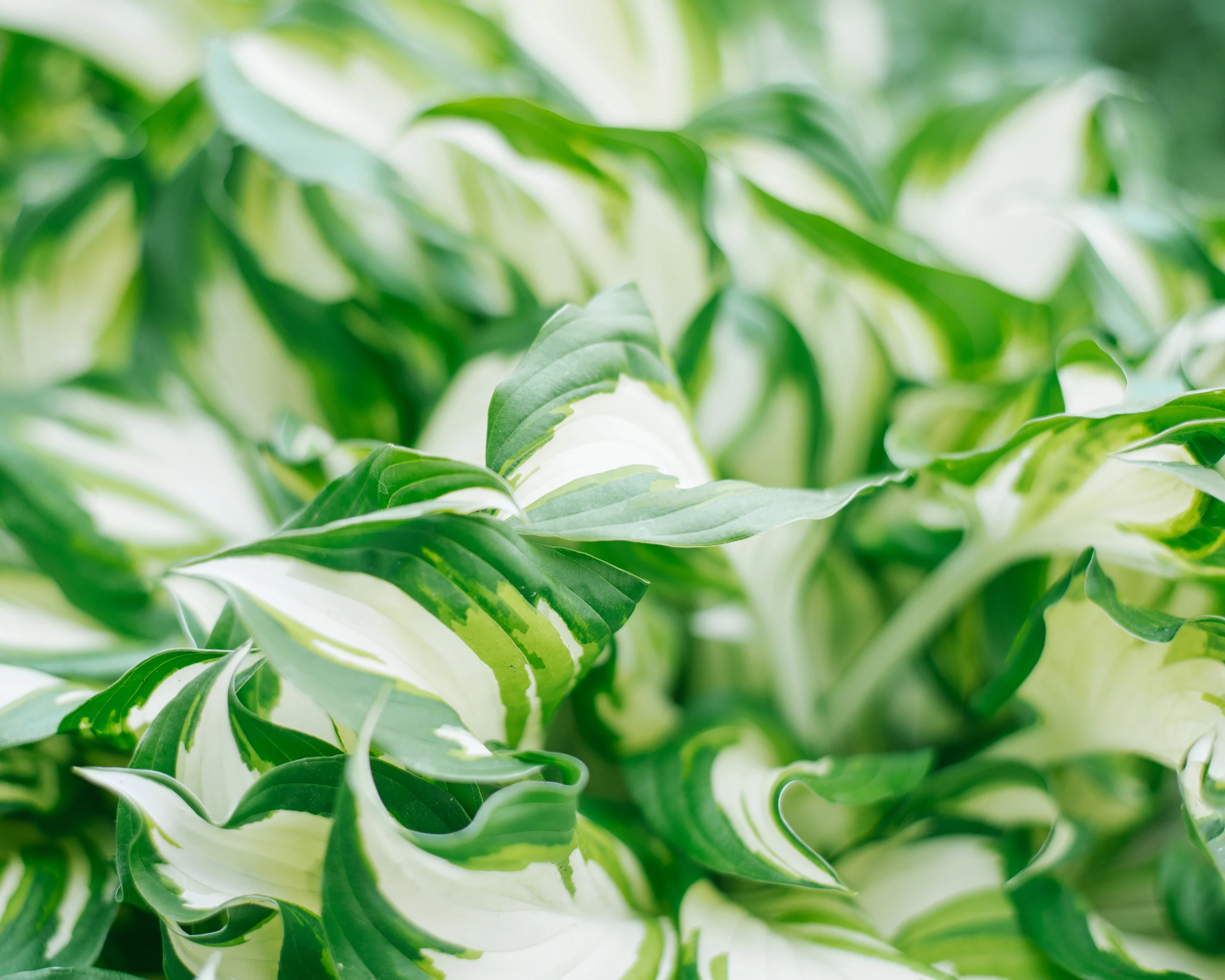 Hosta 'Fire and Ice' - Image 11