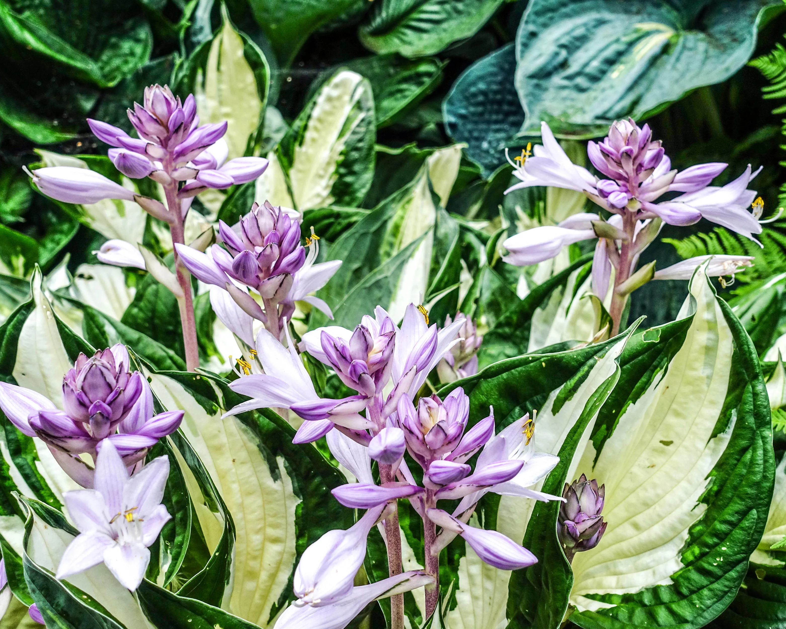 Hosta 'Fire and Ice' - Image 12