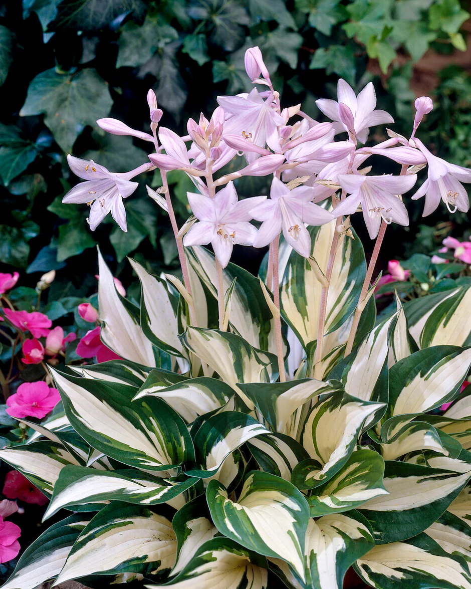 Hosta 'Fire and Ice' - Image 3
