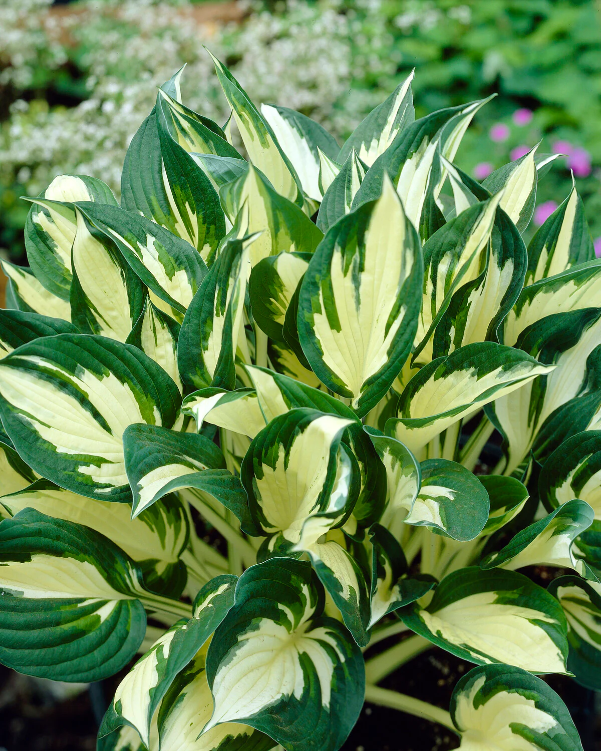 Hosta 'Fire and Ice' - Image 4