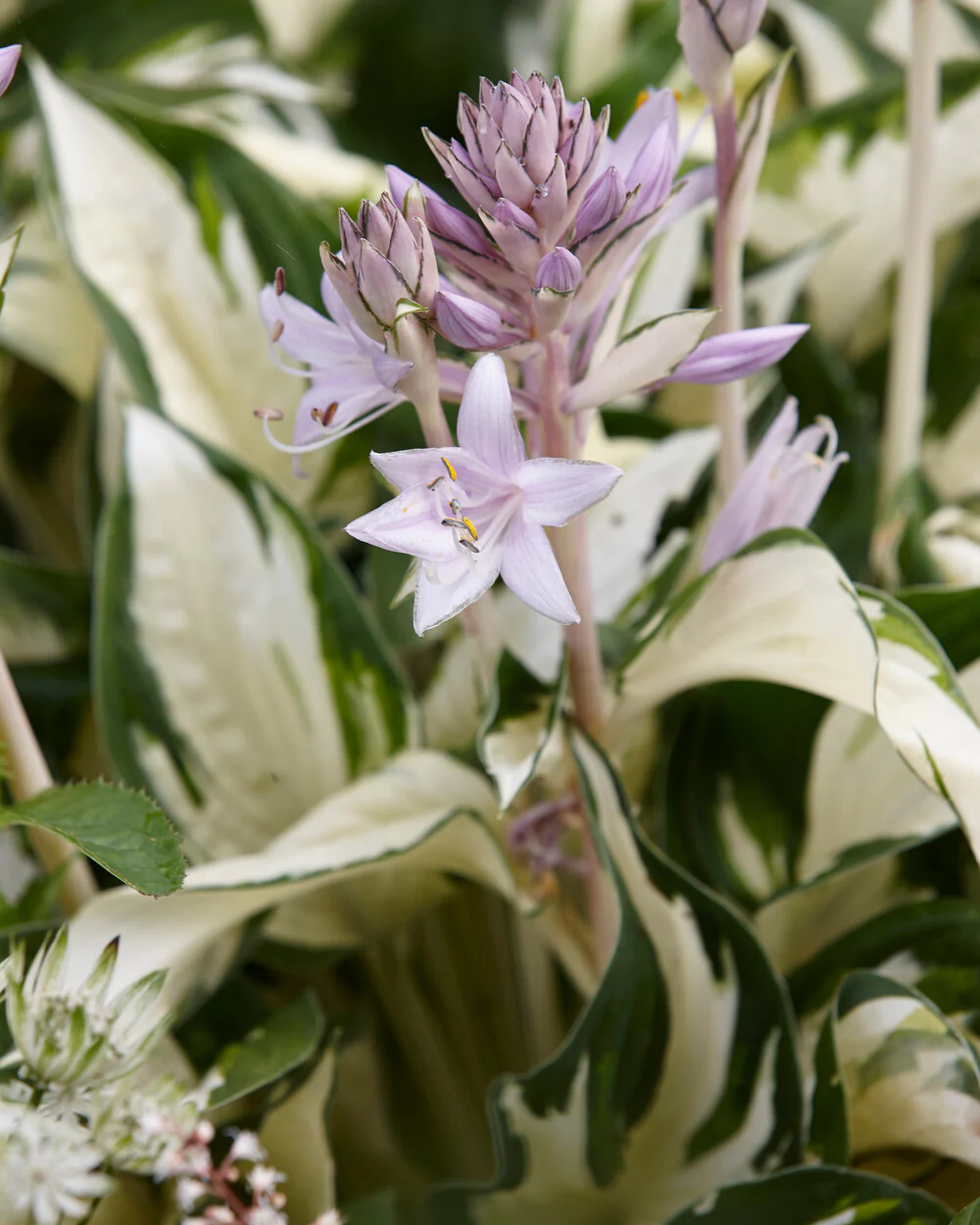 Hosta 'Fire and Ice' - Image 5
