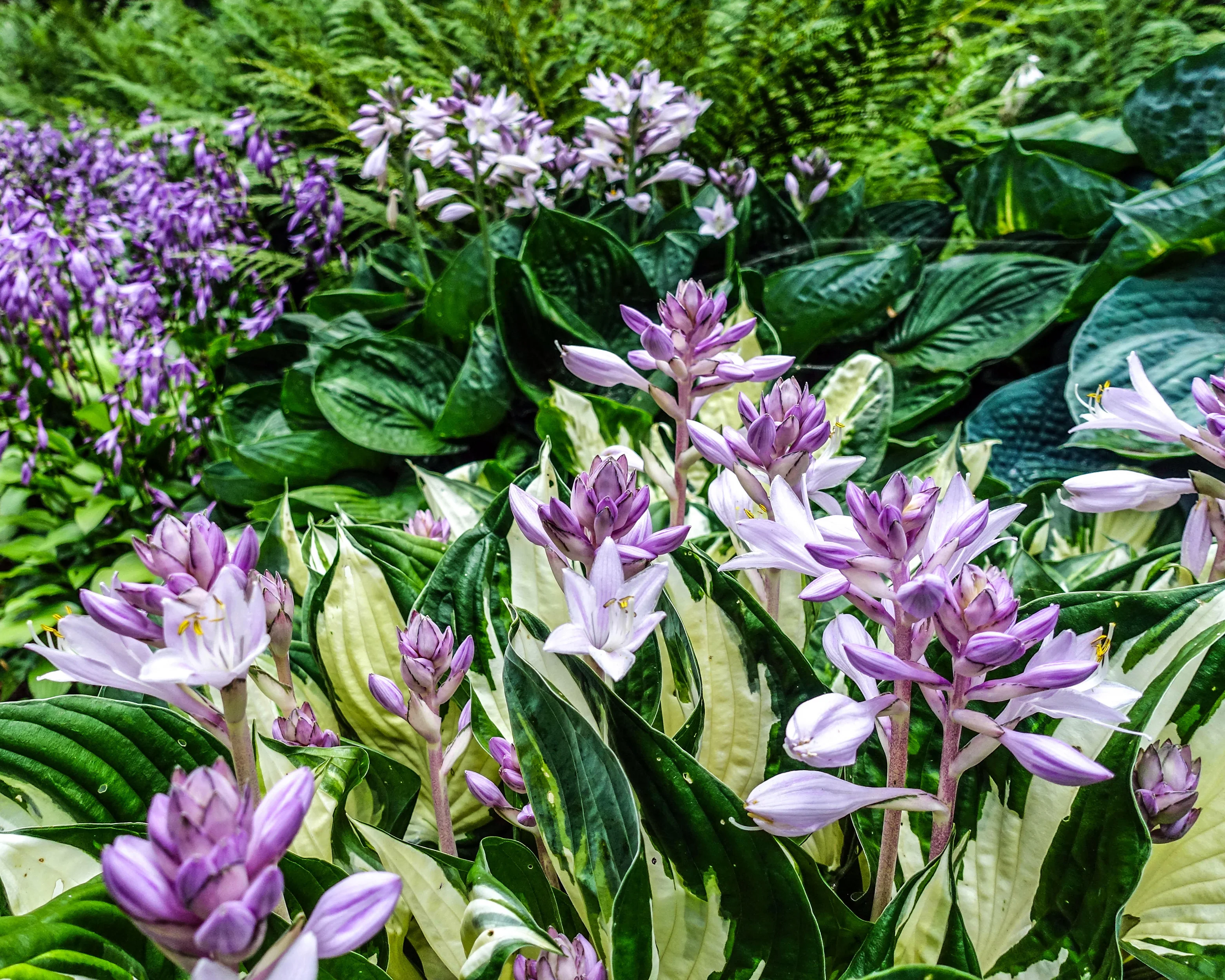 Hosta 'Fire and Ice' - Image 9