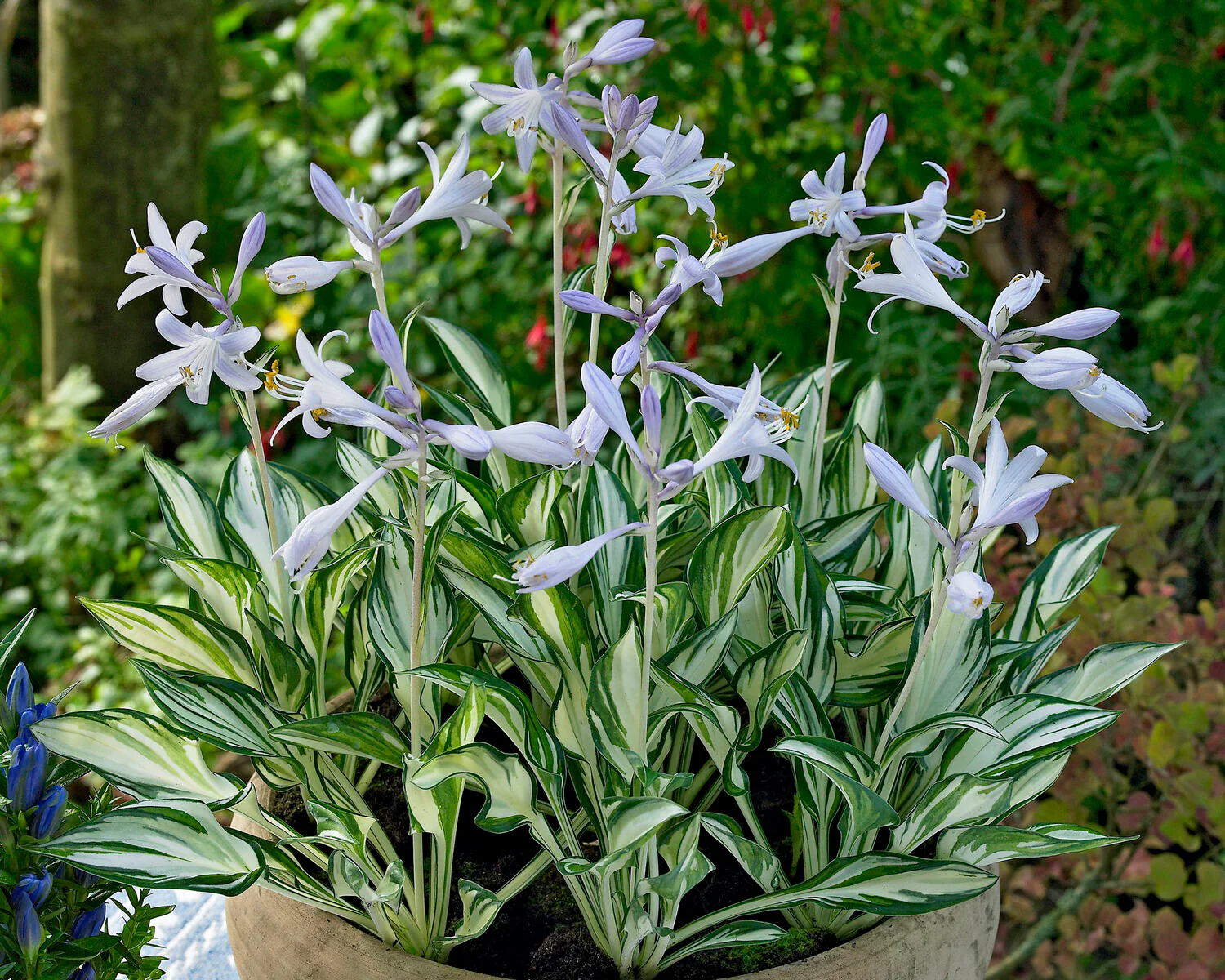 Hosta 'Fireworks' - Image 4