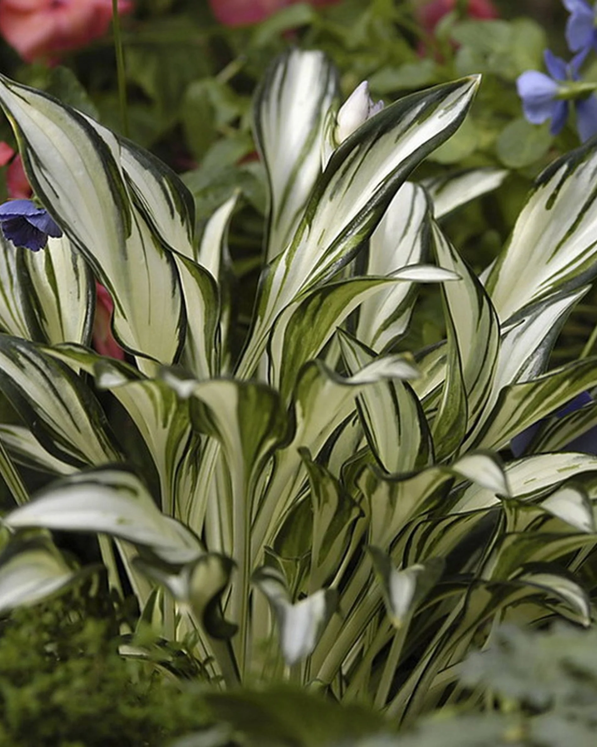 Hosta 'Fireworks' - Image 6