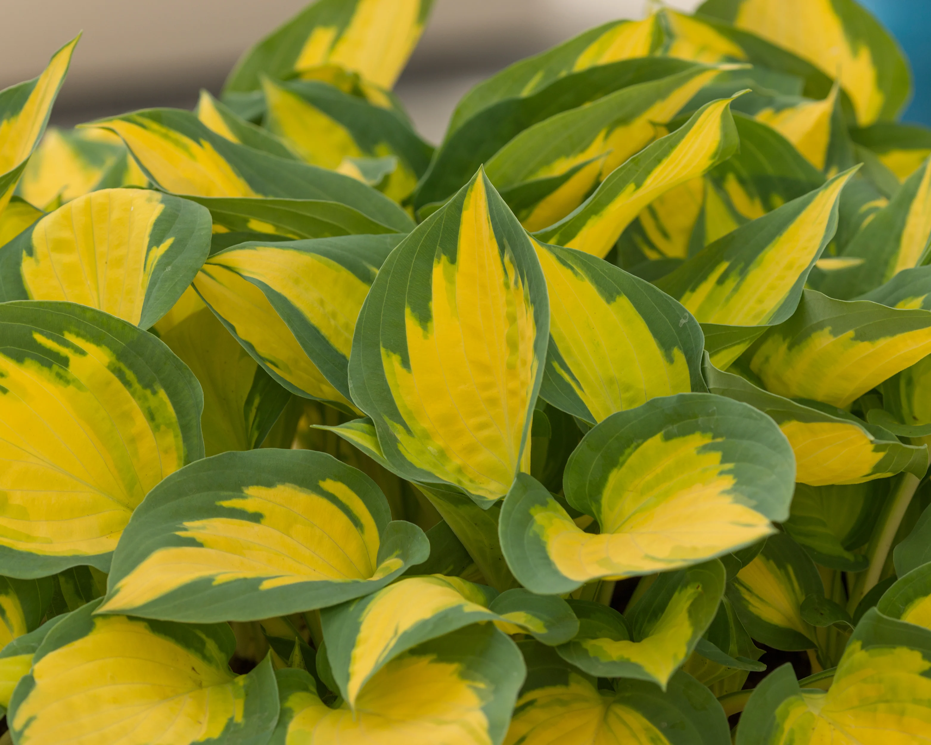 Hosta 'Forbidden Fruit' - Image 5