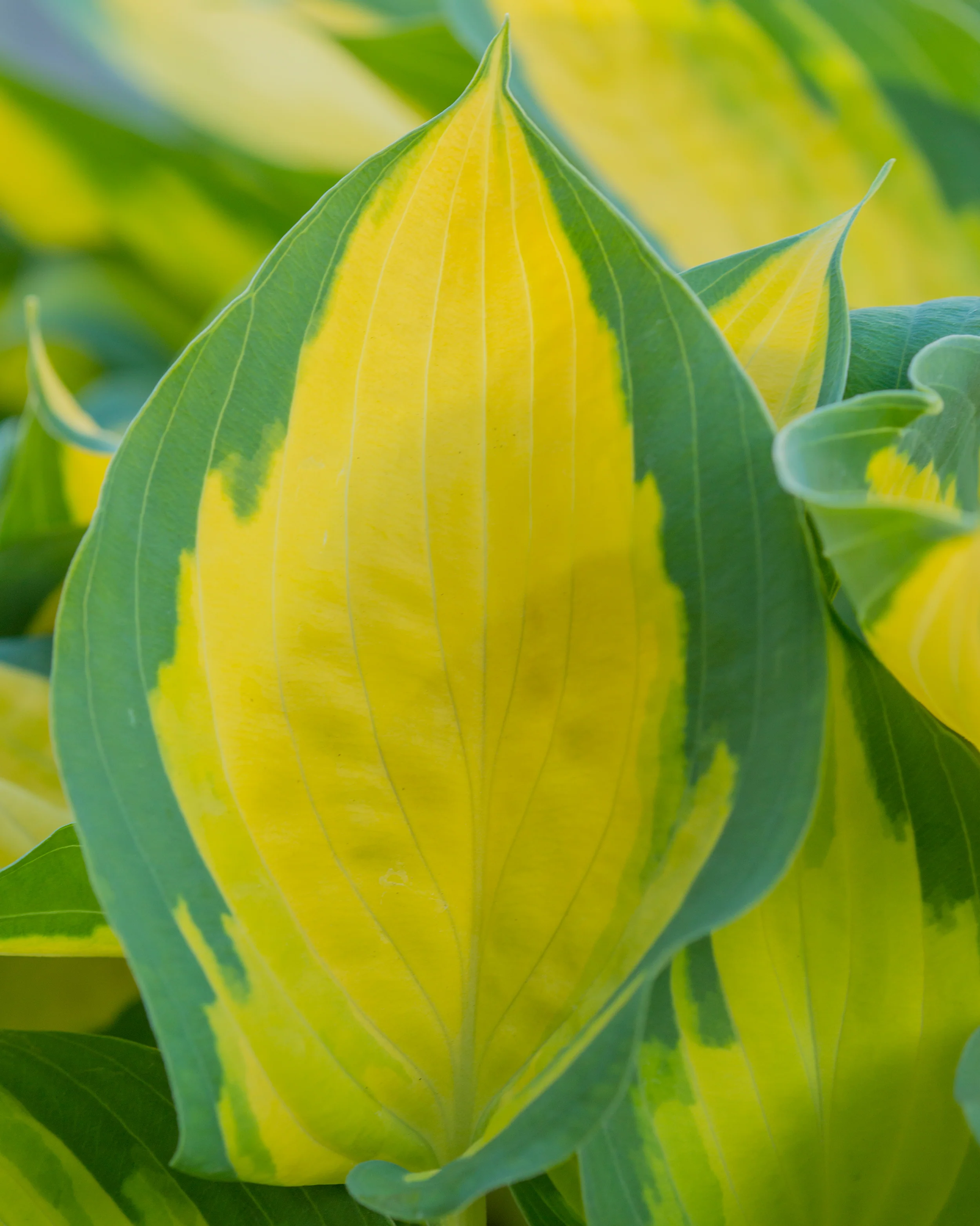 Hosta 'Forbidden Fruit' - Image 6