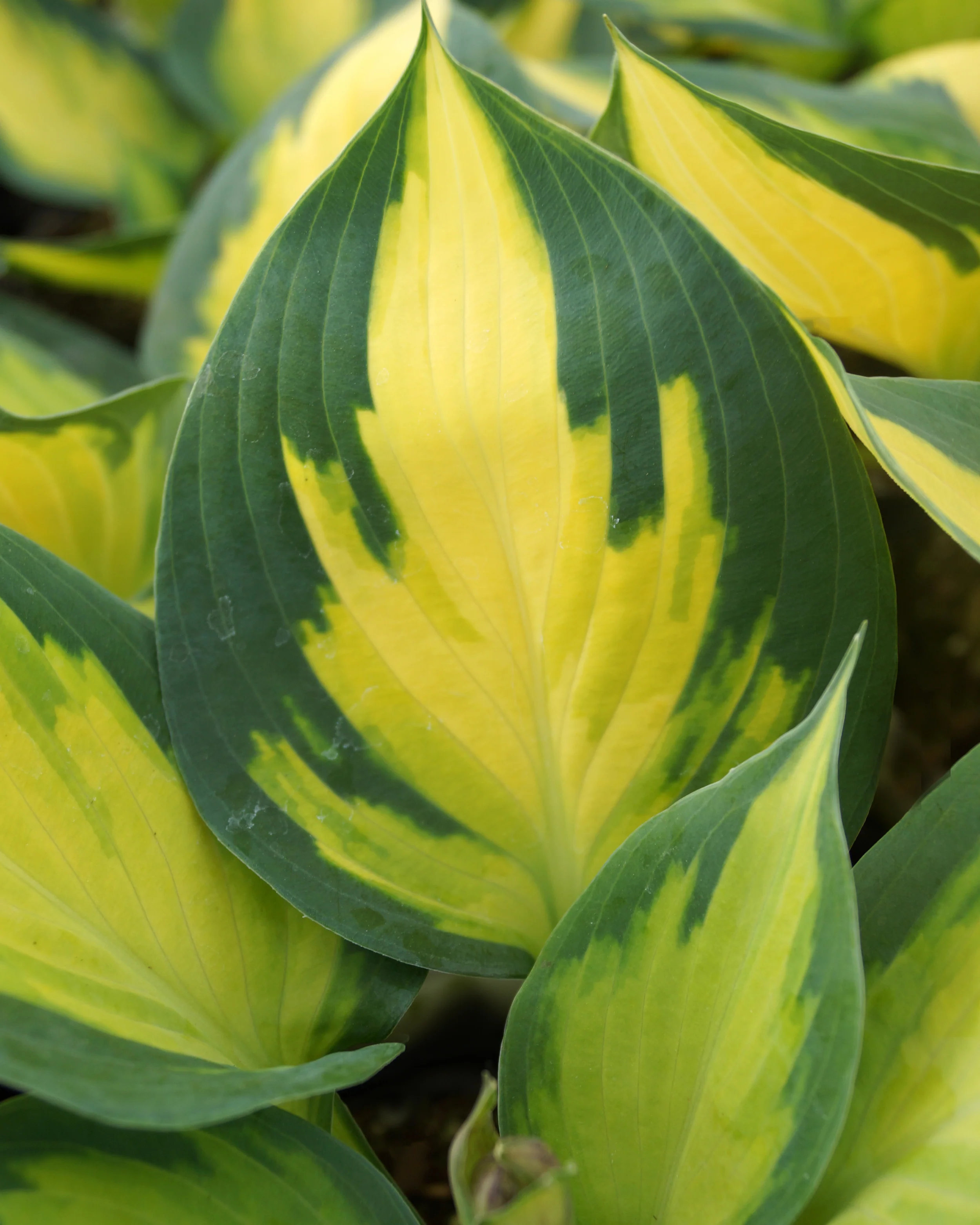Hosta 'Forbidden Fruit' - Image 7