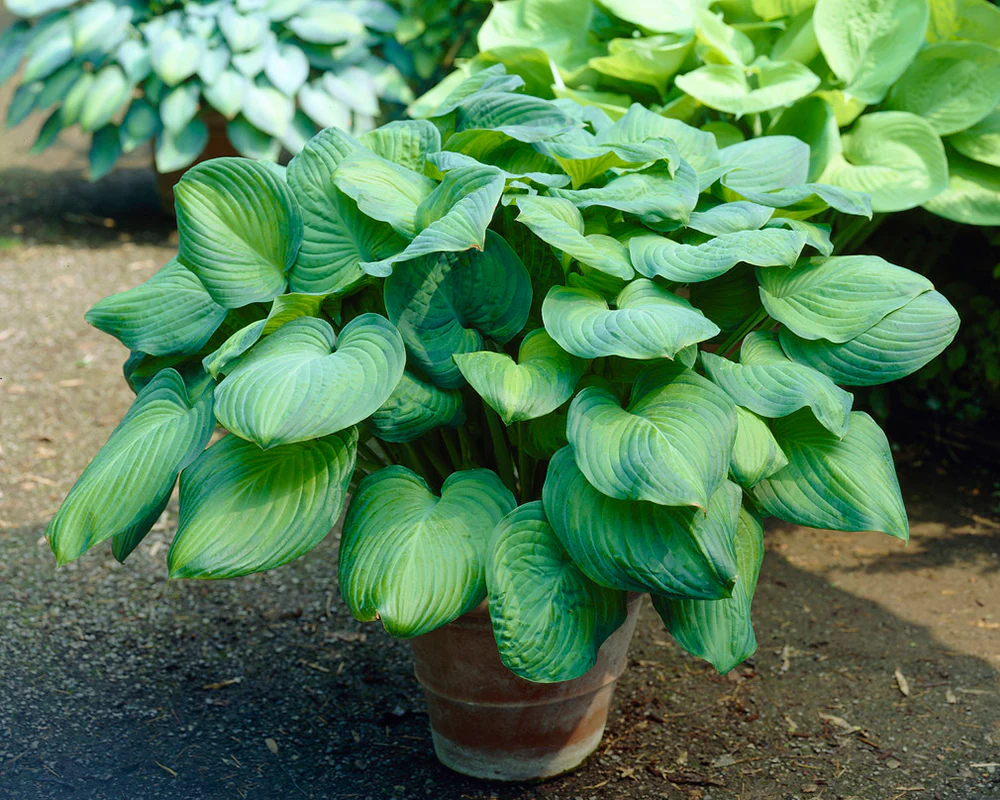 Hosta 'Guacamole' - Image 3