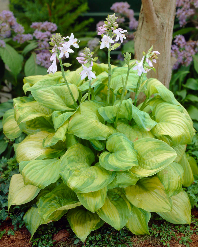Hosta 'Guacamole' - Image 5