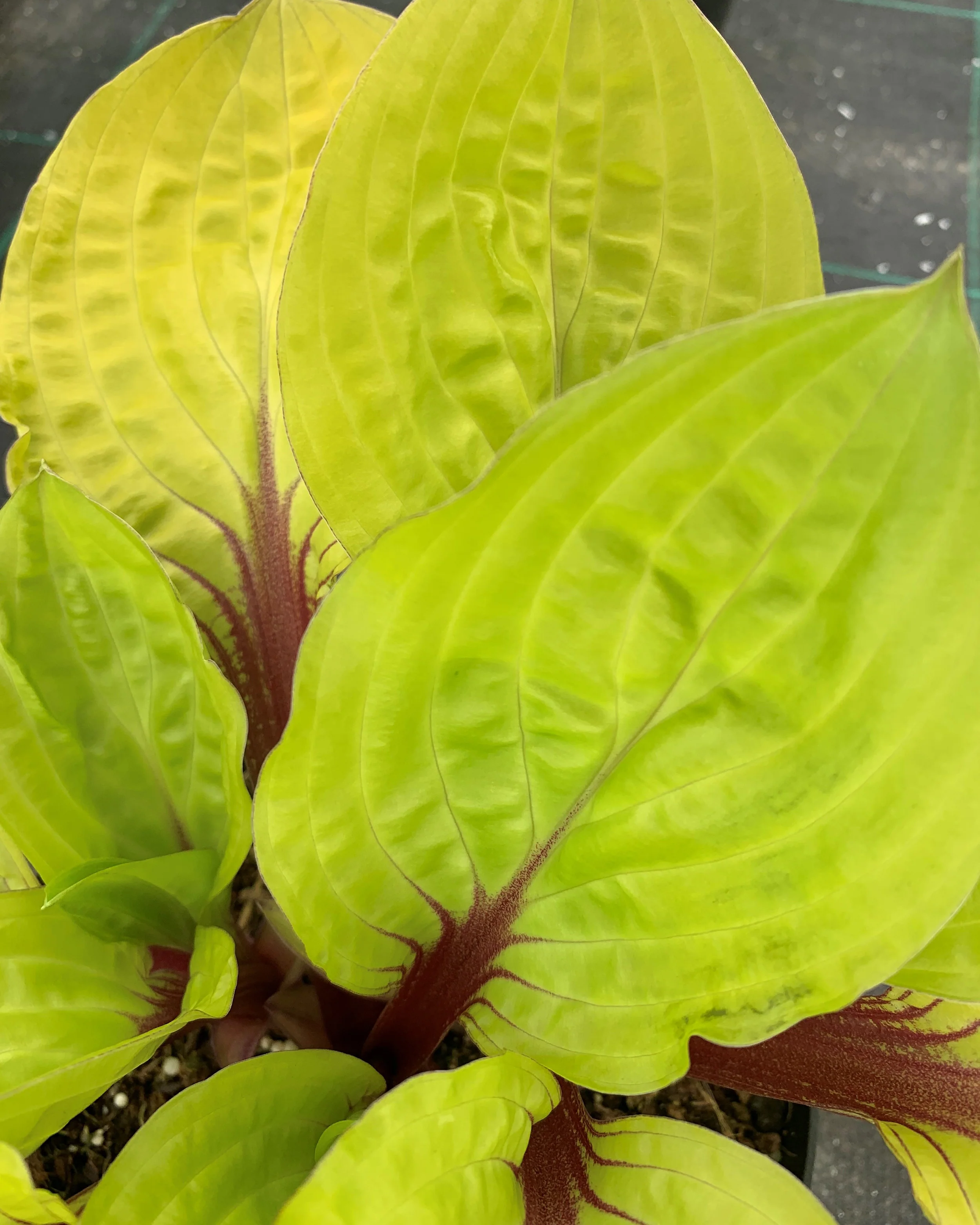 Hosta 'Lemon Snap' - Image 2