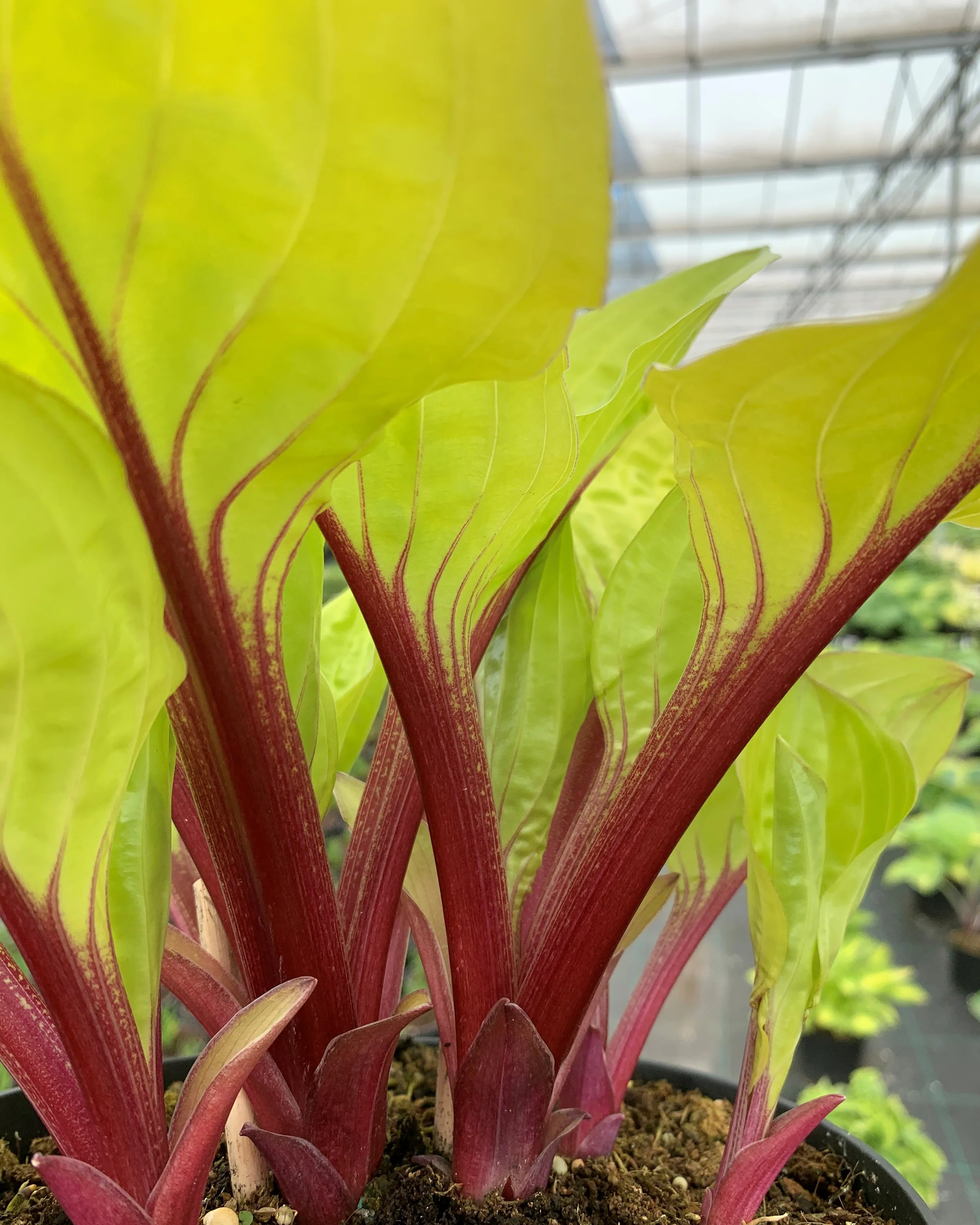 Hosta 'Lemon Snap' - Image 3