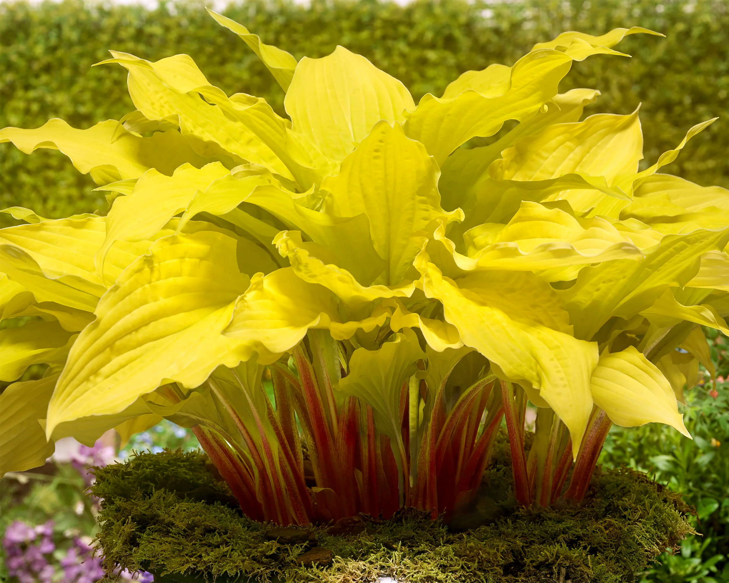Hosta 'Lipstick Blonde' - Image 3