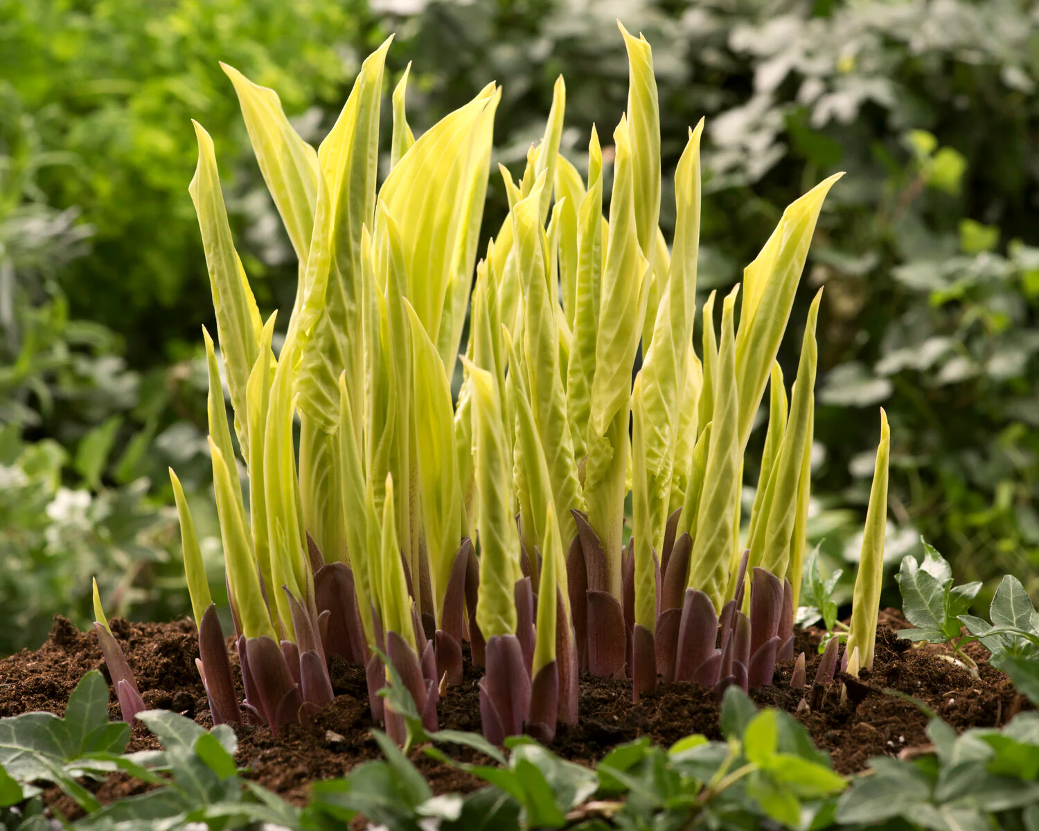 Hosta 'Lipstick Blonde' - Image 4