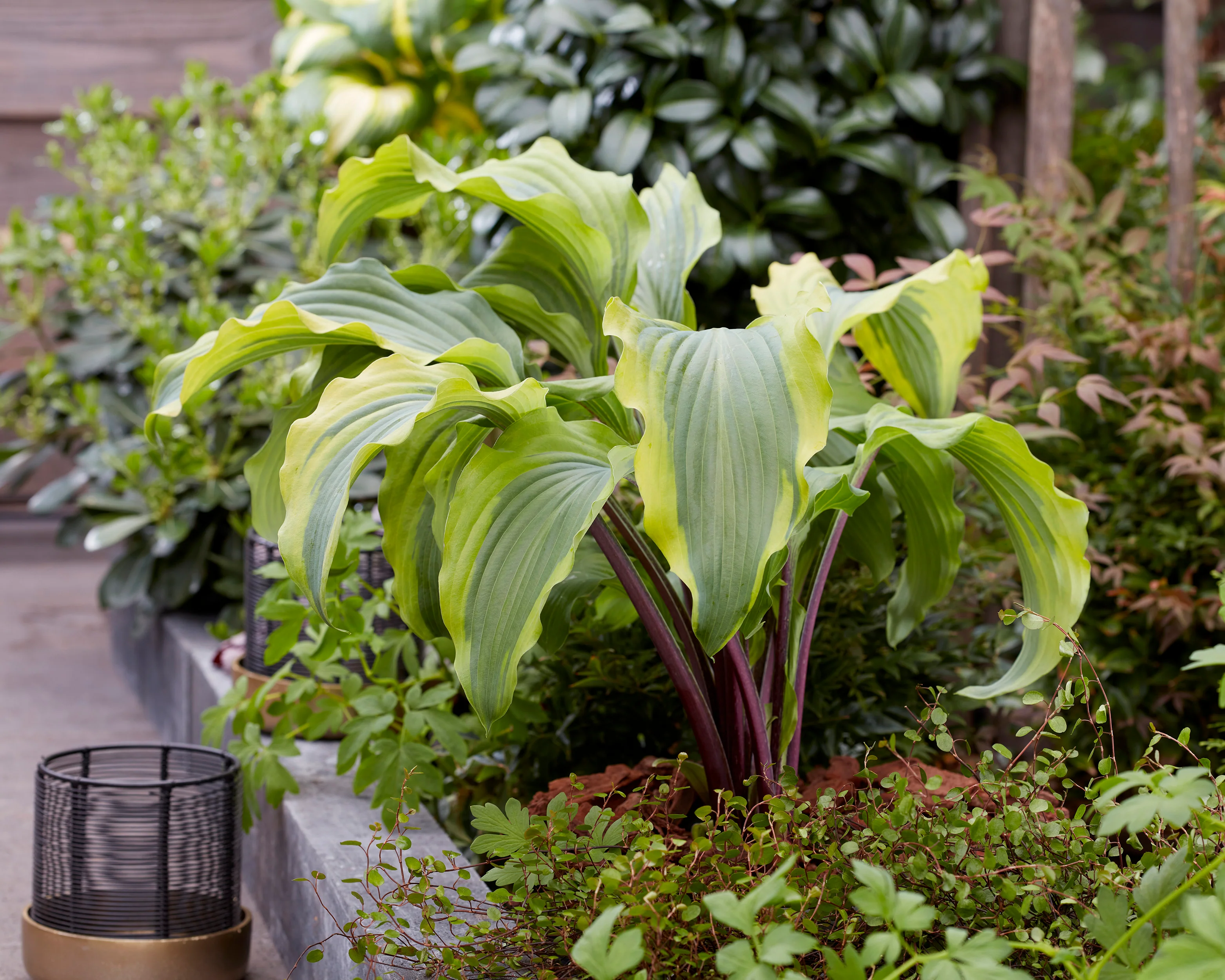 Hosta 'Monkey Business' - Image 3