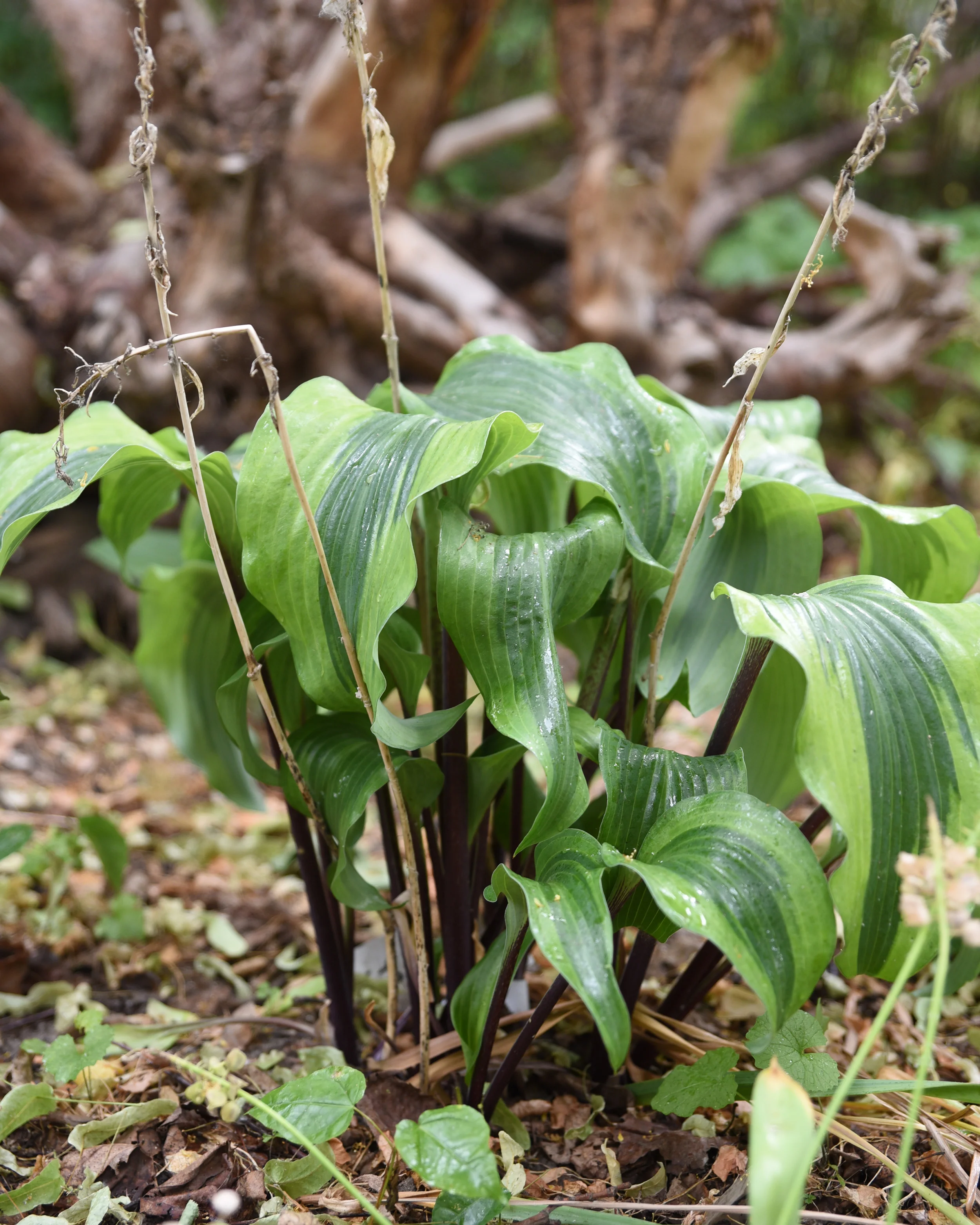 Hosta 'Monkey Business' - Image 5