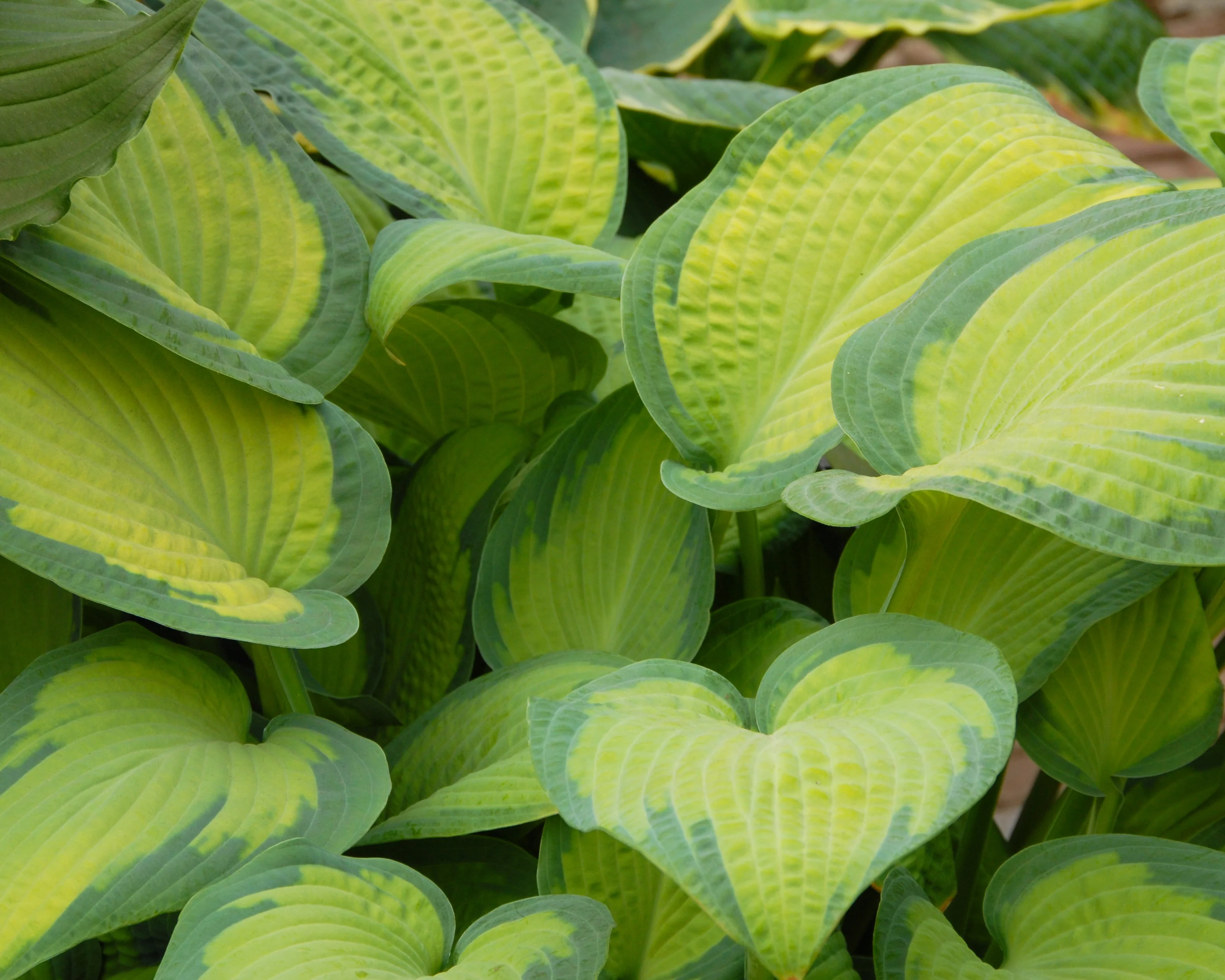 Hosta 'Paul's Glory' - Image 2