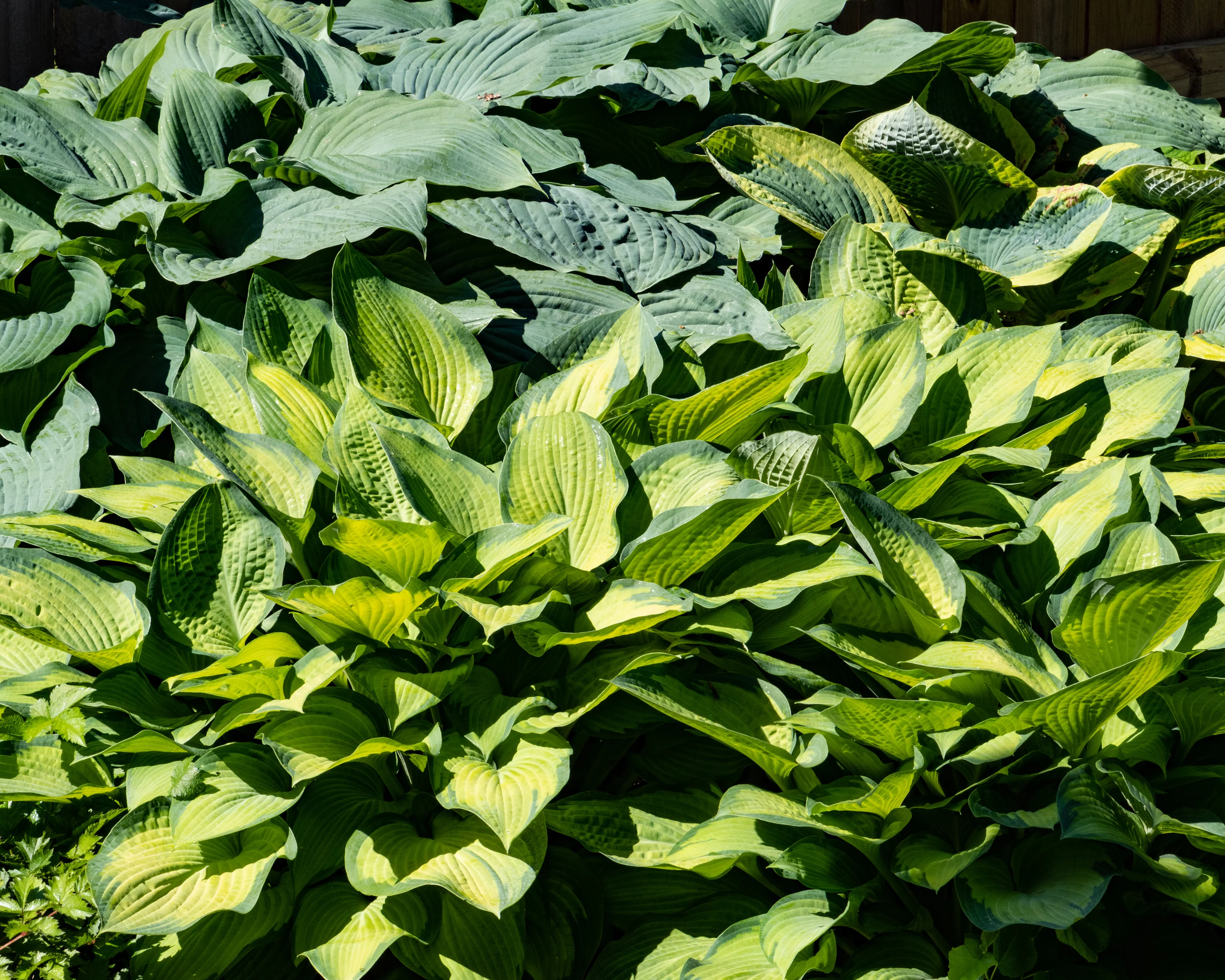 Hosta 'Paul's Glory' - Image 3