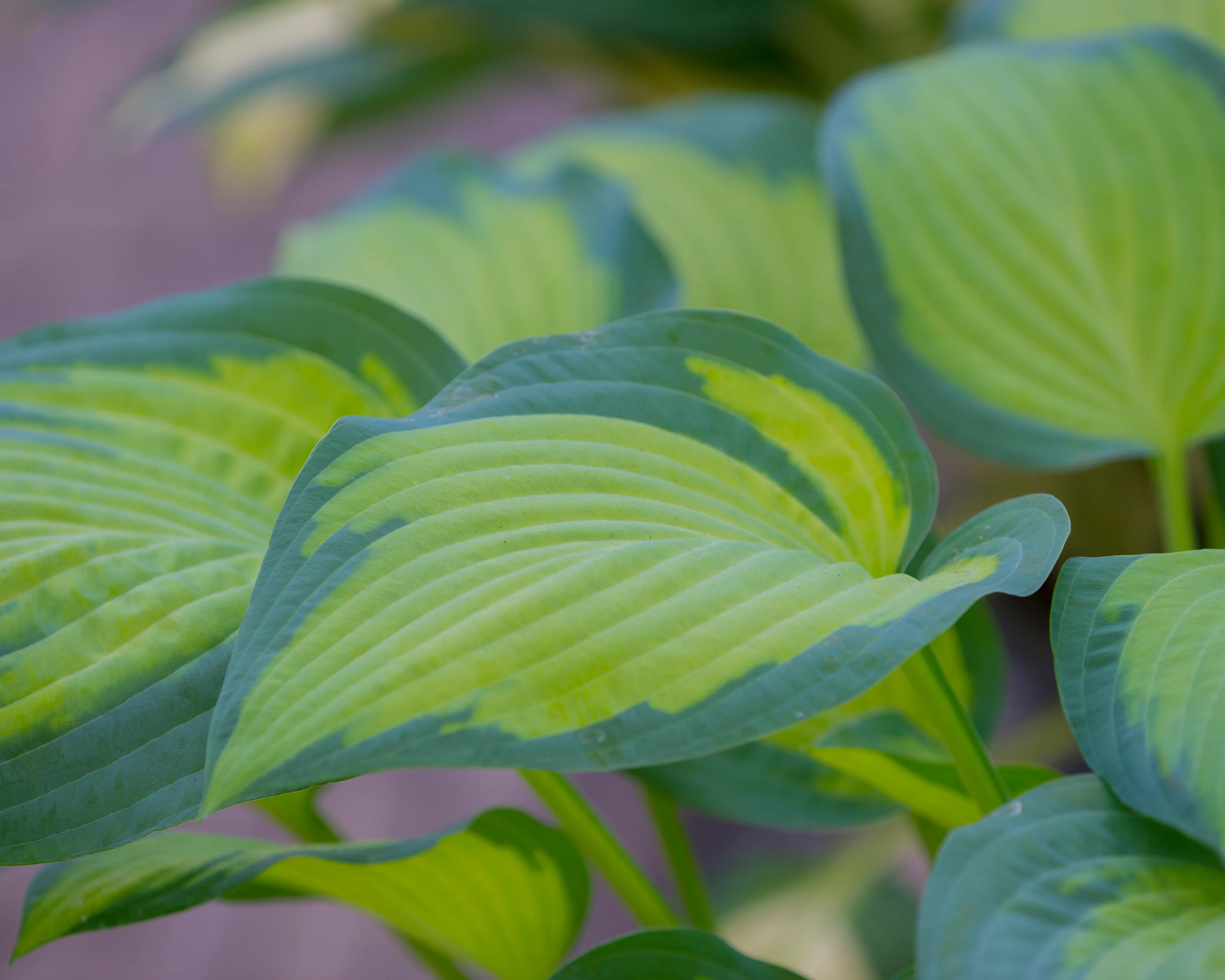 Hosta 'Paul's Glory' - Image 4