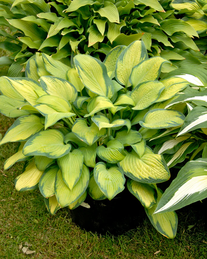 Hosta 'Paul's Glory' - Image 6