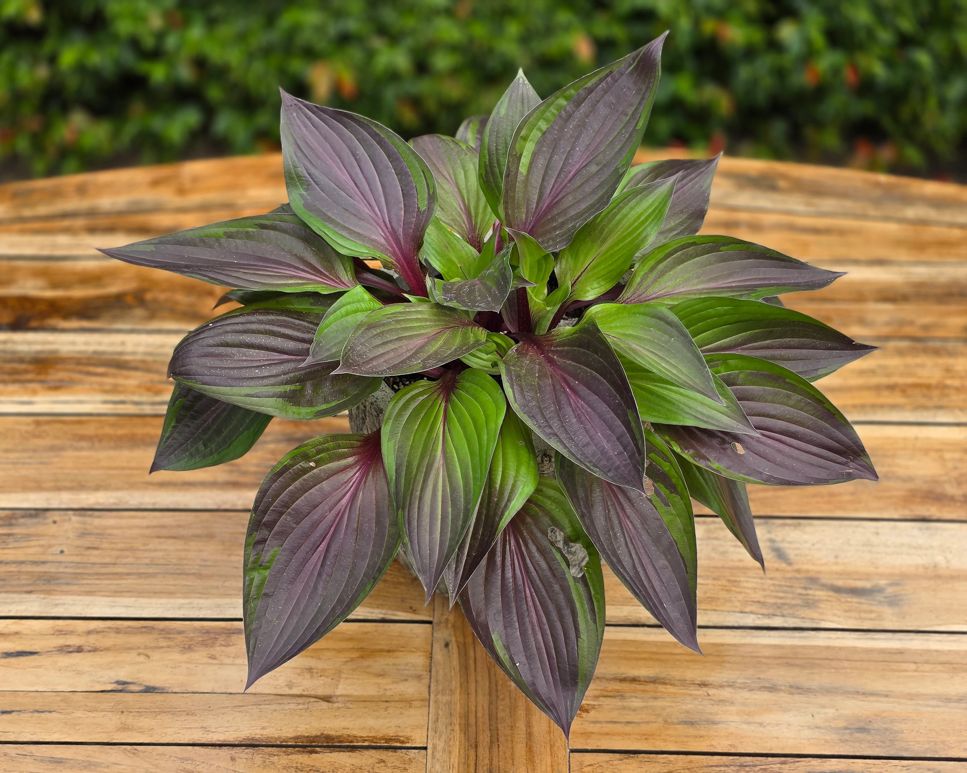 Hosta 'Red Ninja' - Image 7