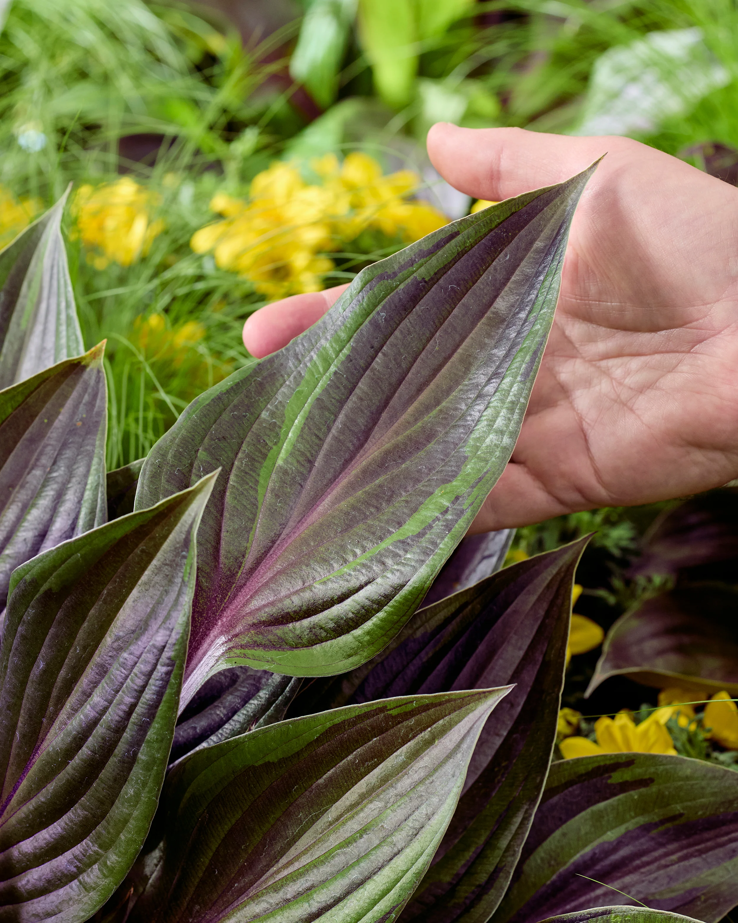 Hosta 'Red Ninja' - Image 8