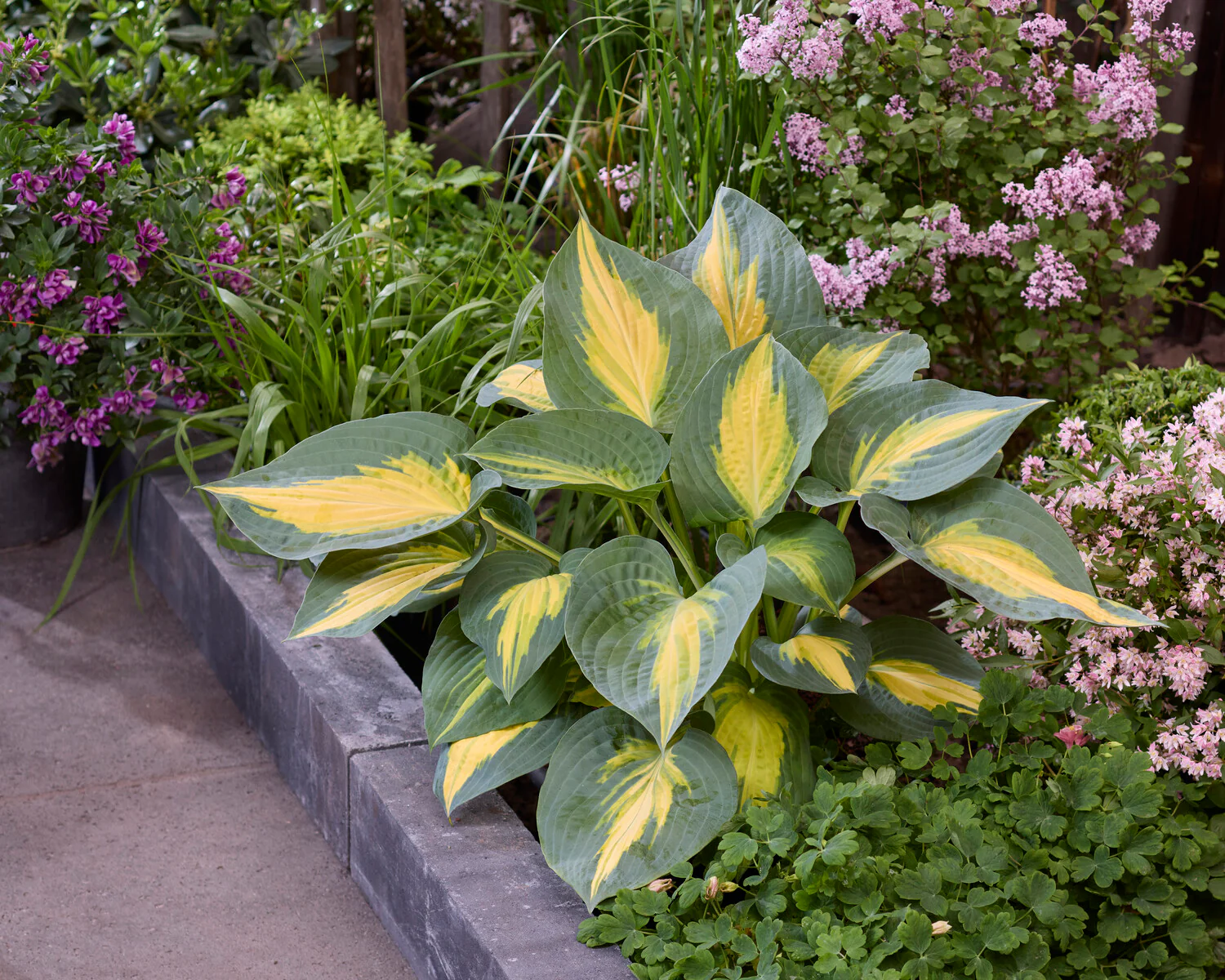 Hosta 'Smash Hit' - Image 2