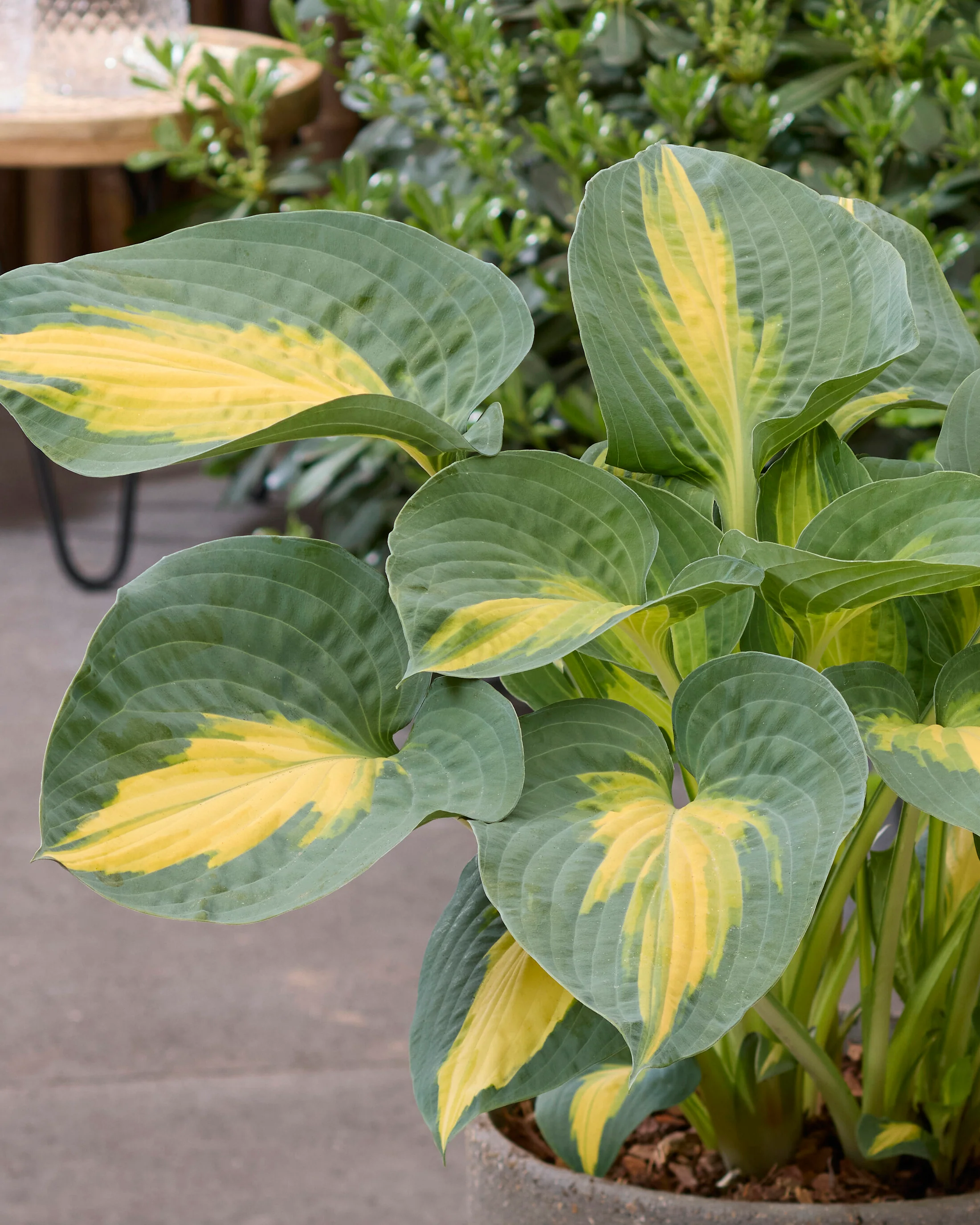 Hosta 'Smash Hit' - Image 4