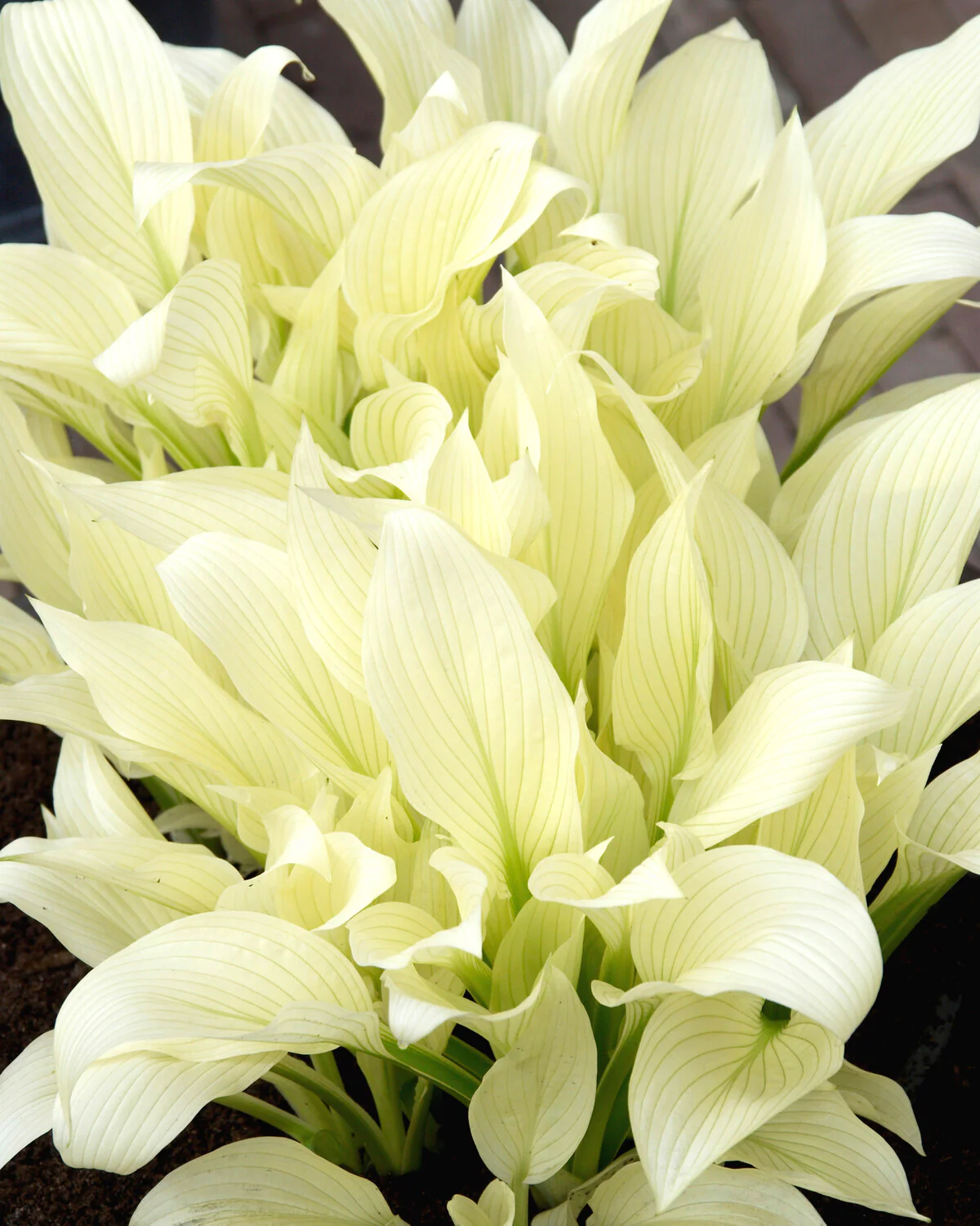 Hosta 'White Feather' - Image 2