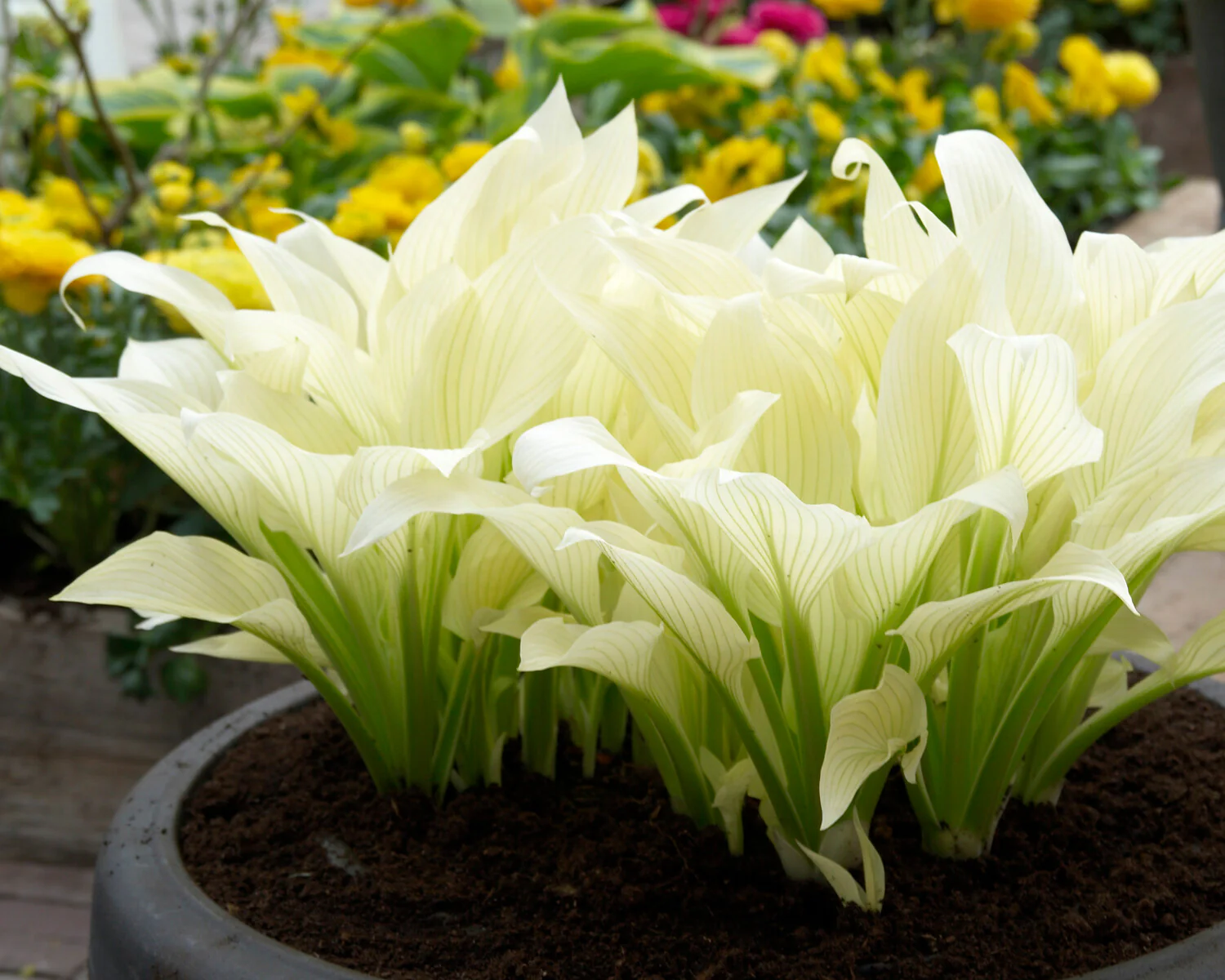 Hosta 'White Feather' - Image 3