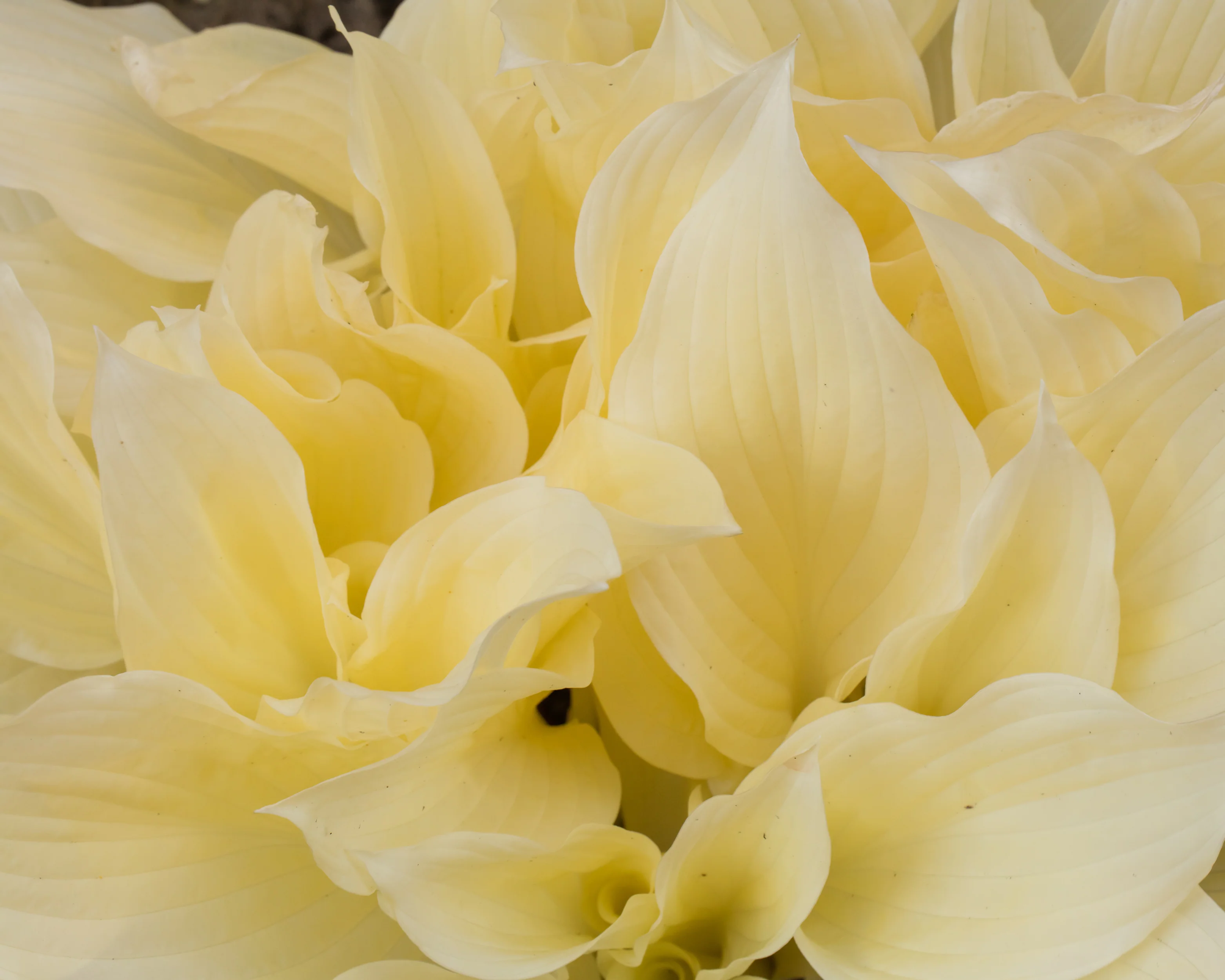 Hosta 'White Feather' - Image 7