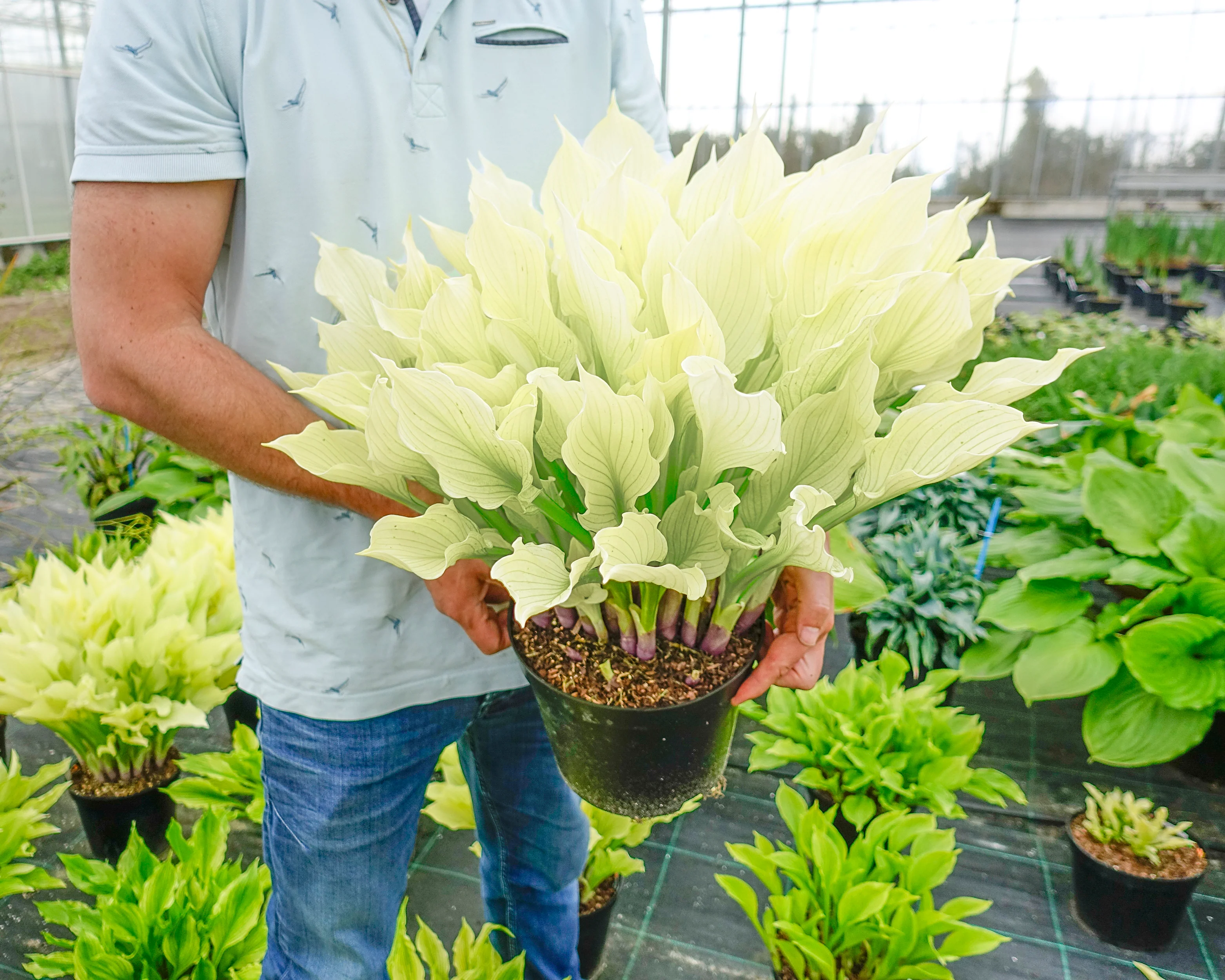 Hosta 'White Feather XXL' - Image 3