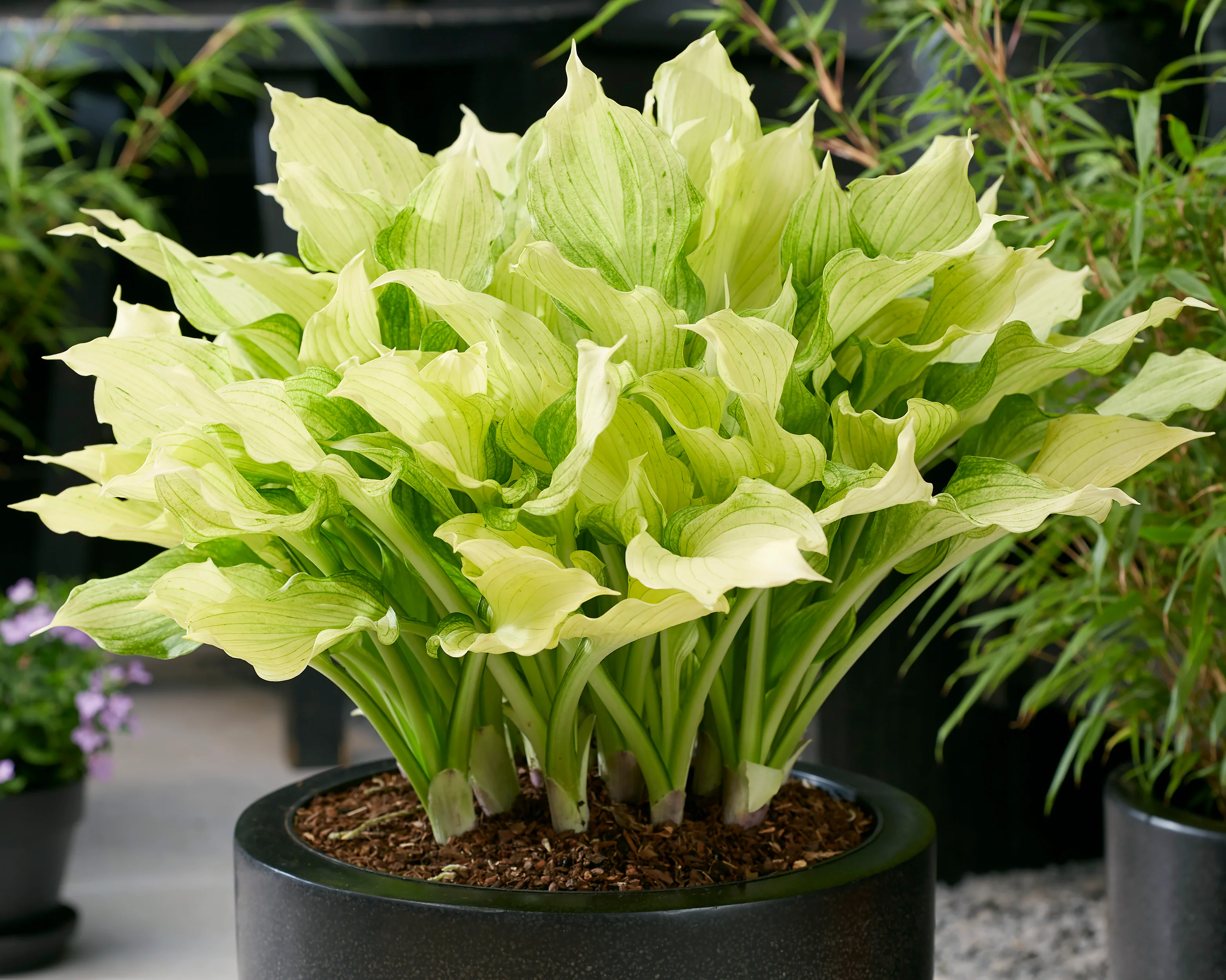 Hosta 'White Feather XXL' - Image 5