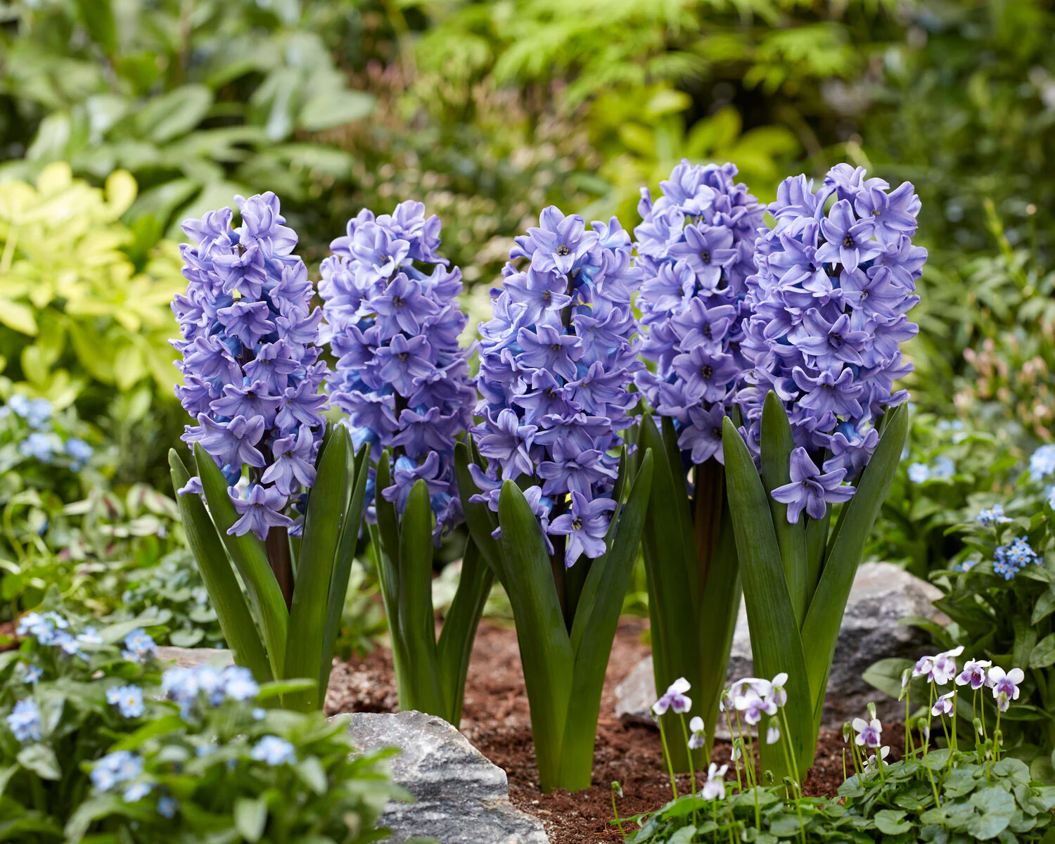 Hyacinth 'All Stars' - Image 2