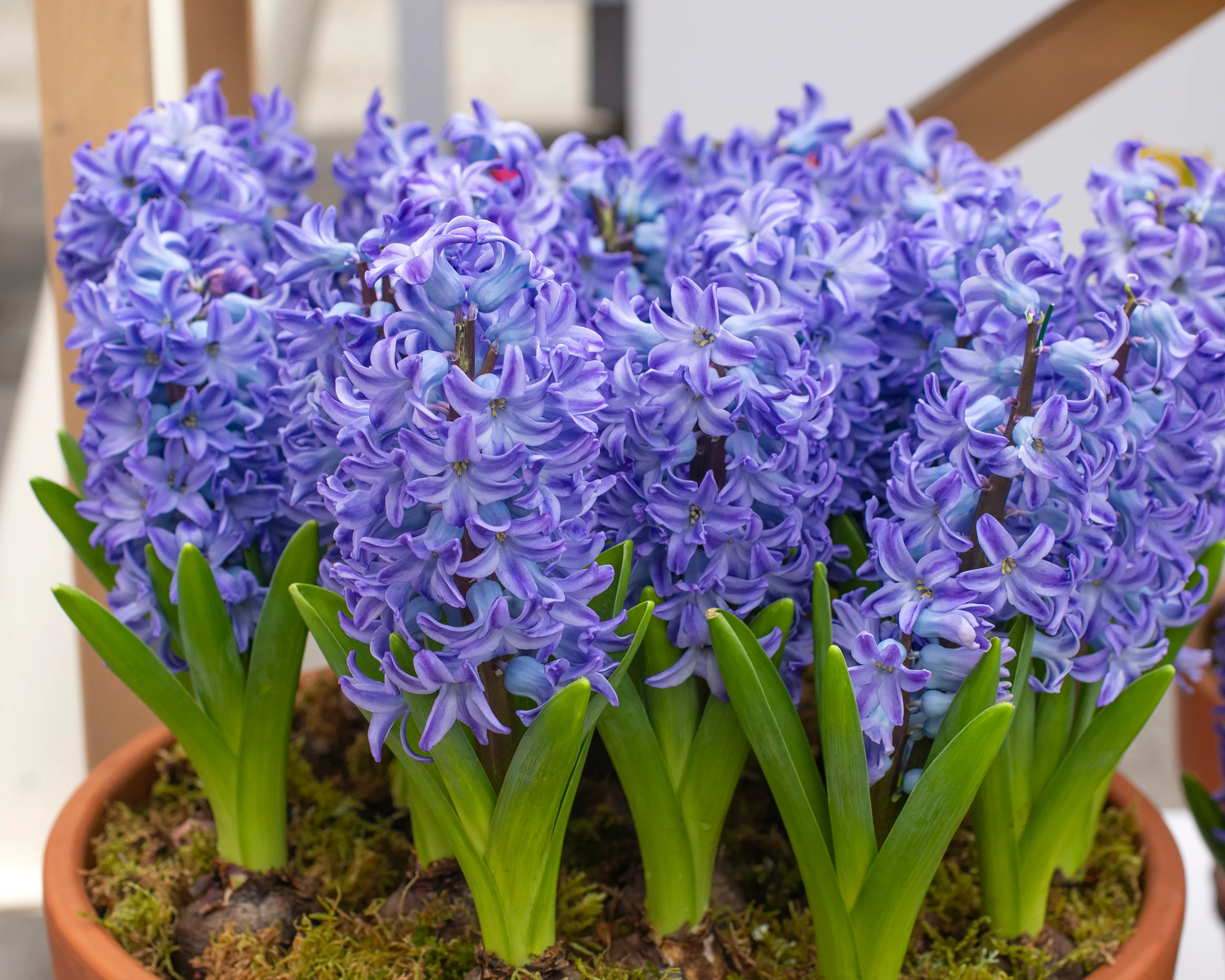 Hyacinth 'Aqua' - Image 2