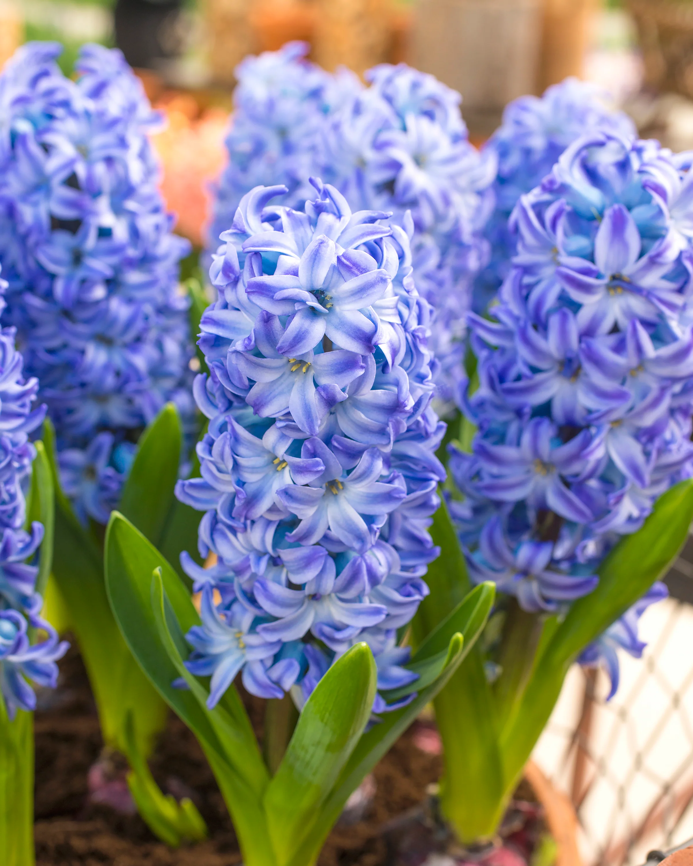 Hyacinth 'Aqua' - Image 3