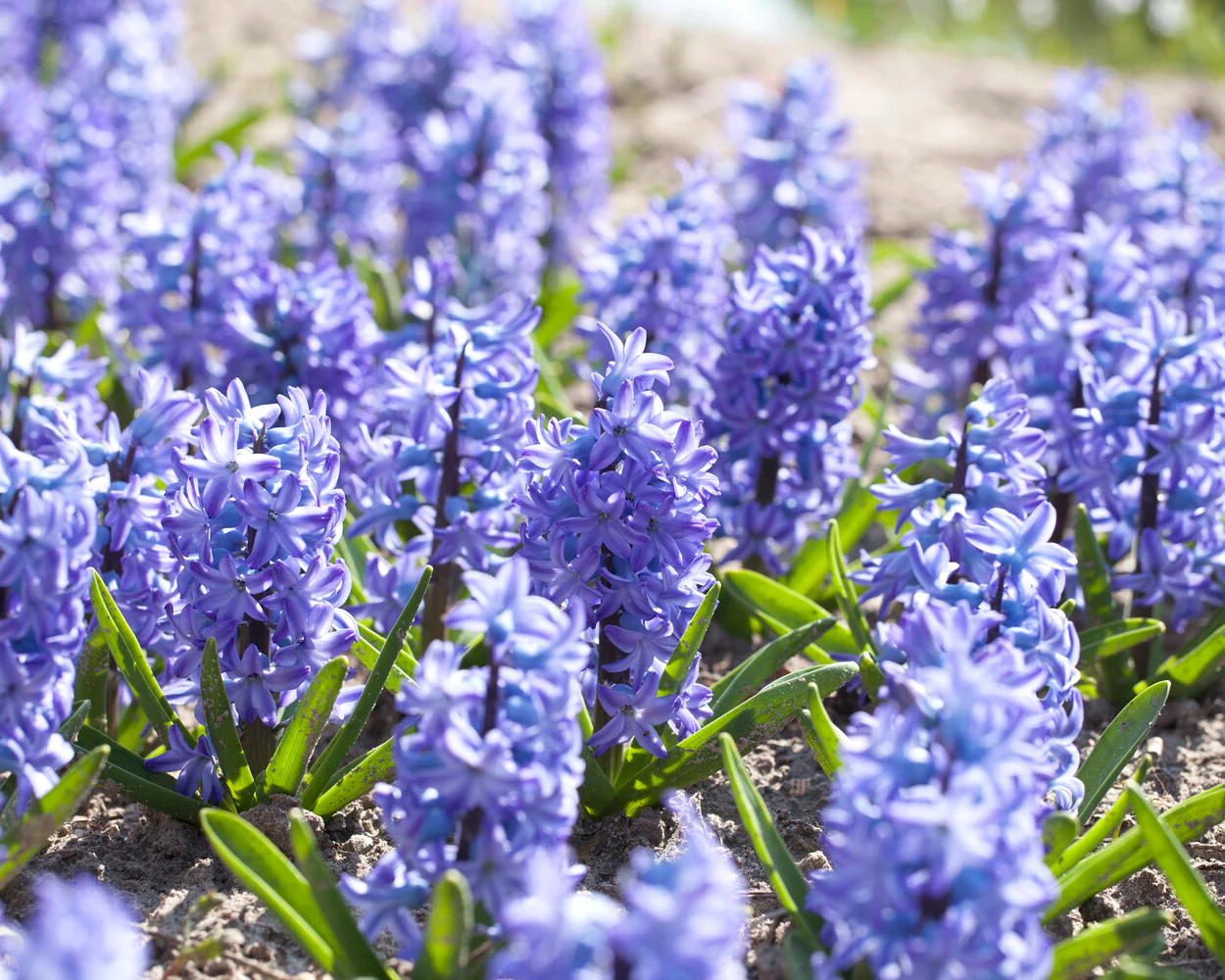 Hyacinth 'Aqua' - Image 4