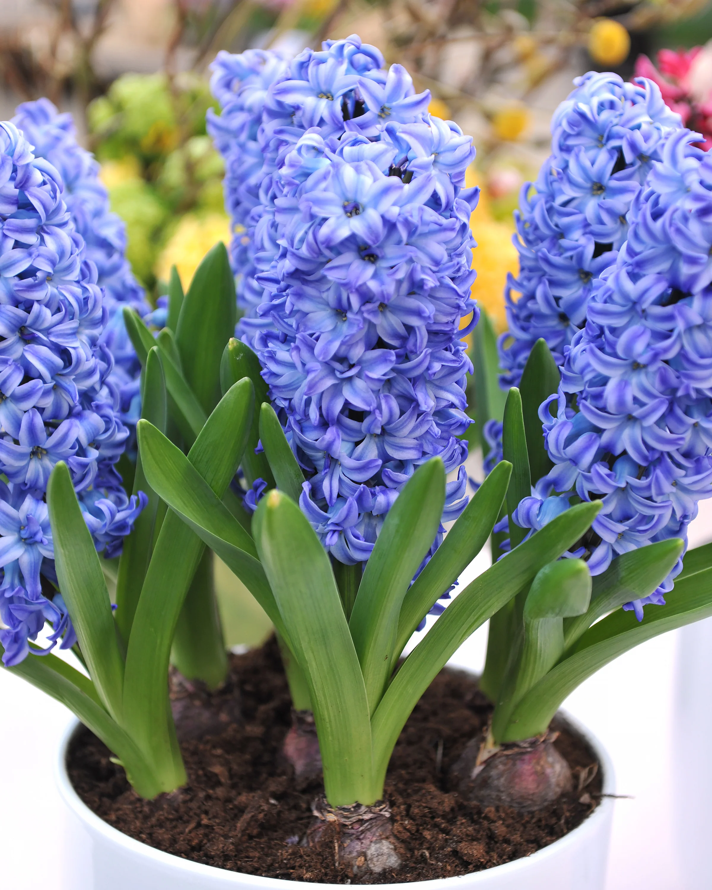 Hyacinth 'Aqua' - Image 5