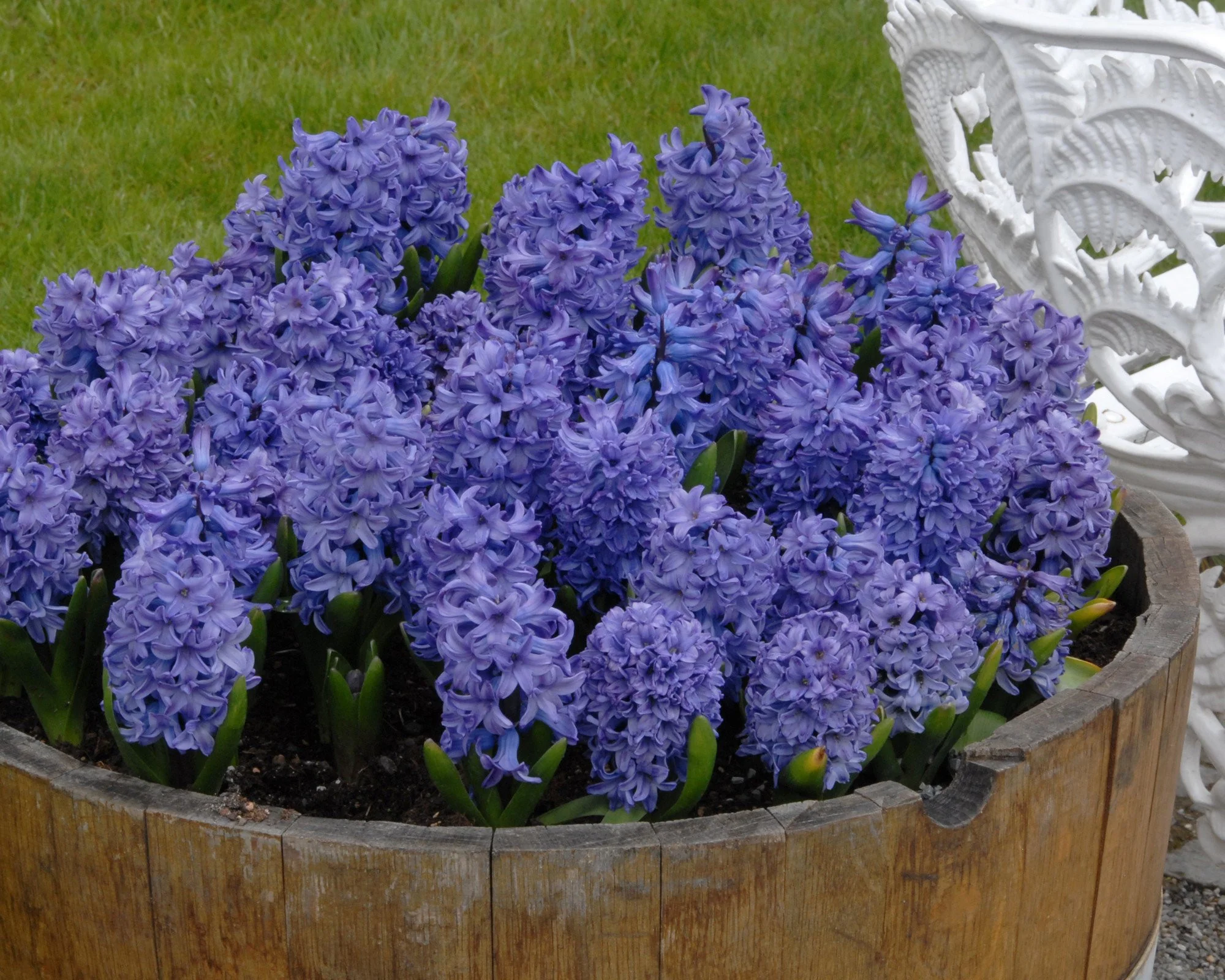 Hyacinth 'Blue Star' - Image 4