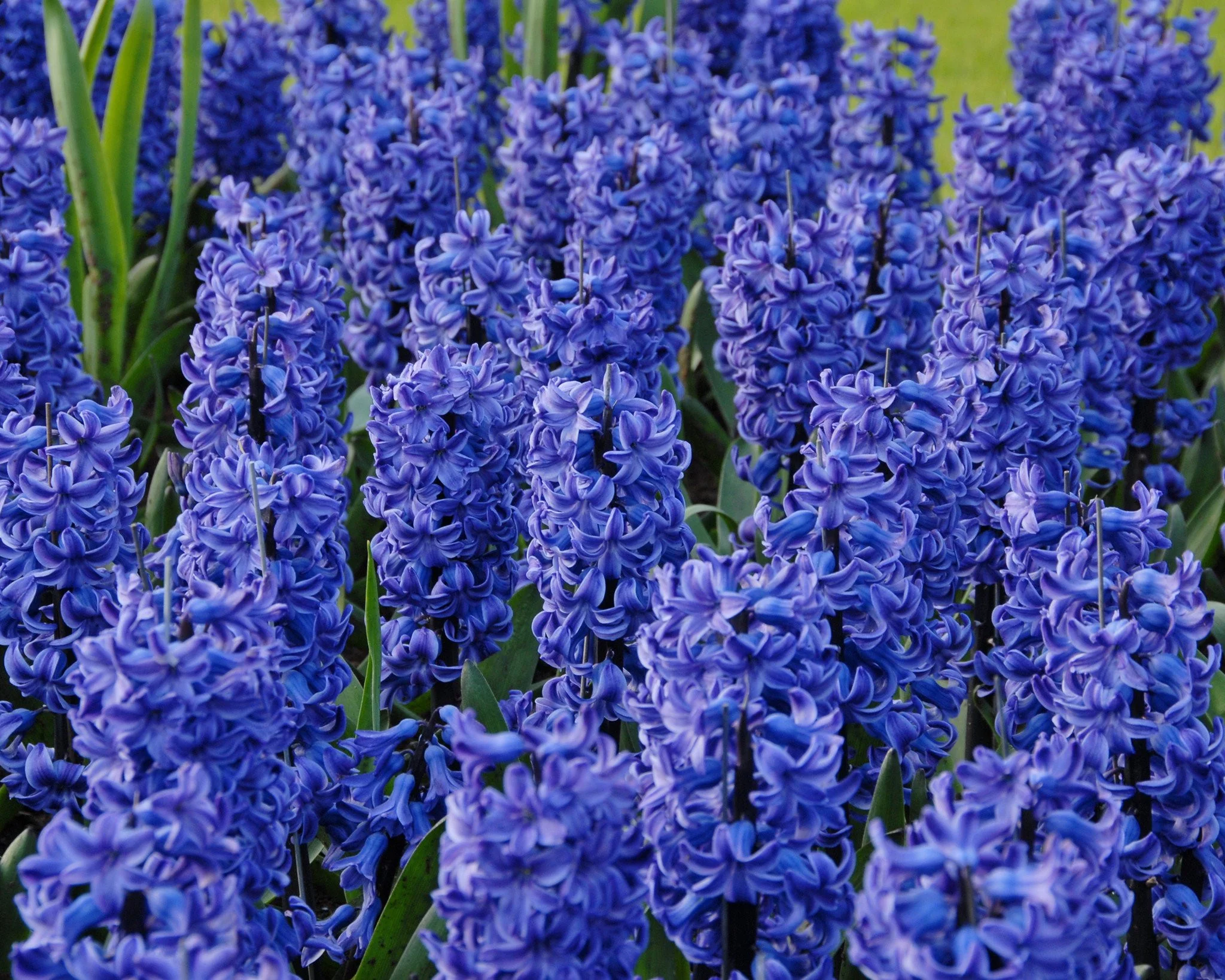 Hyacinth 'Blue Star' - Image 5