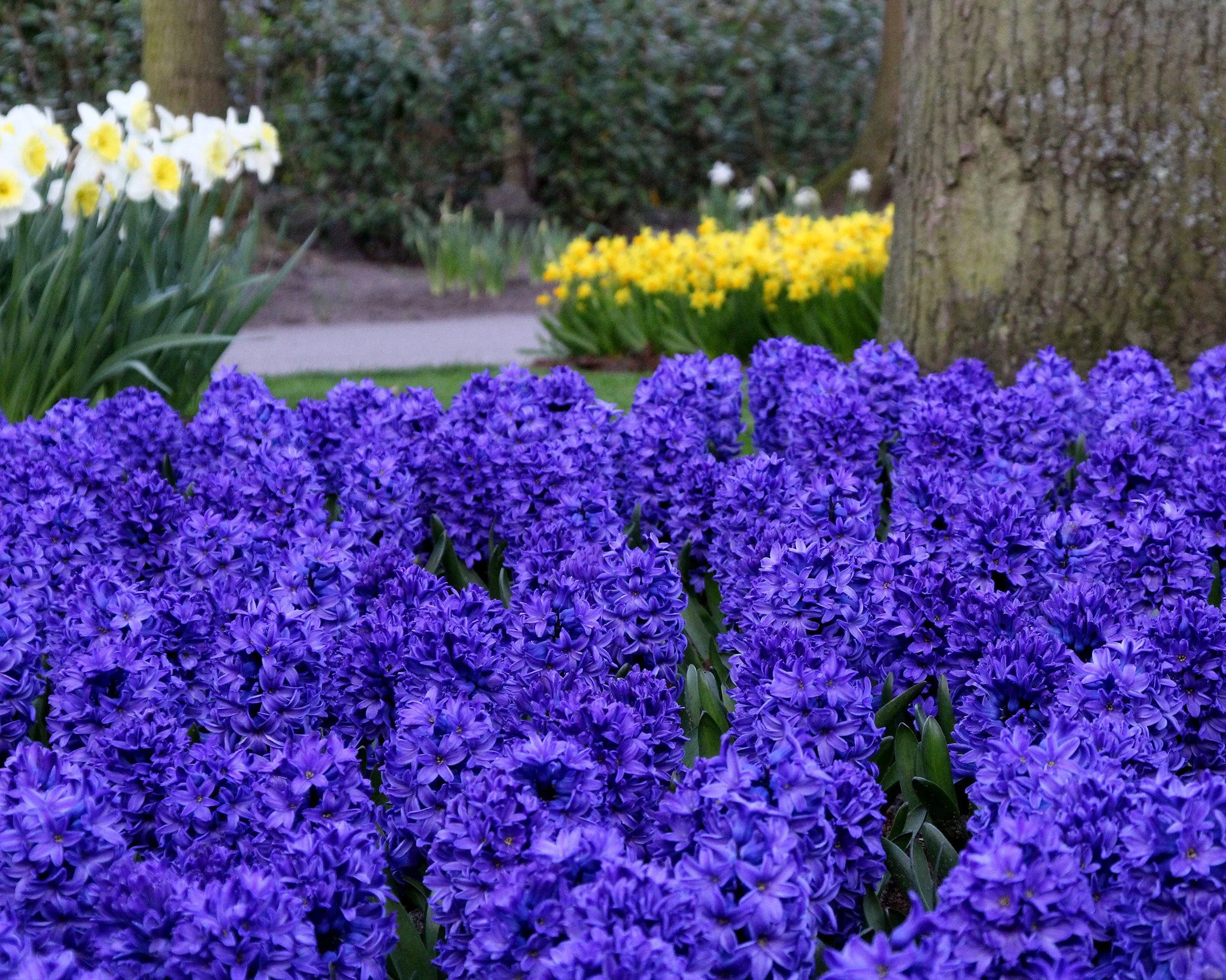 Hyacinth 'Blue Star' - Image 6