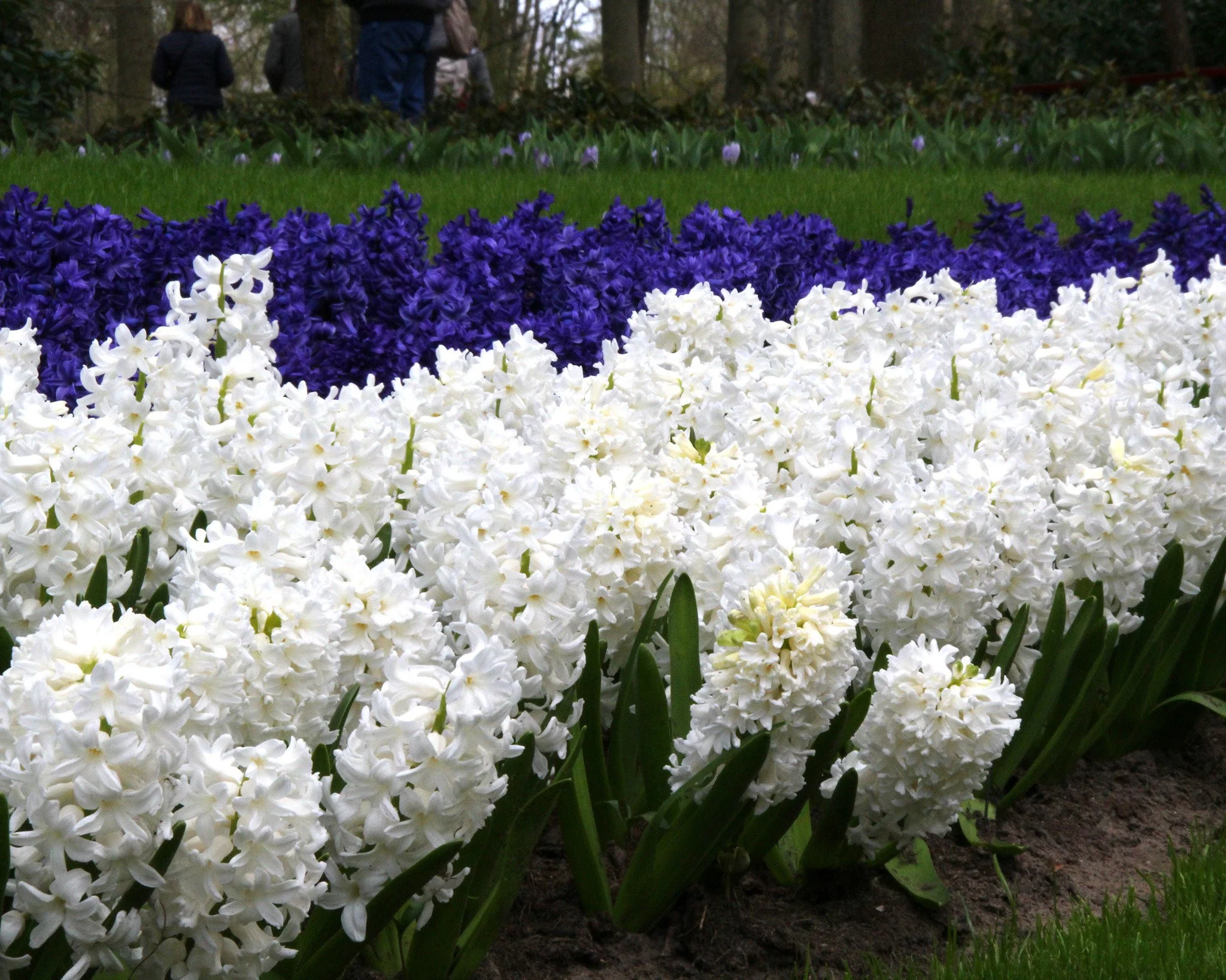 Hyacinth 'Carnegie' - Image 4