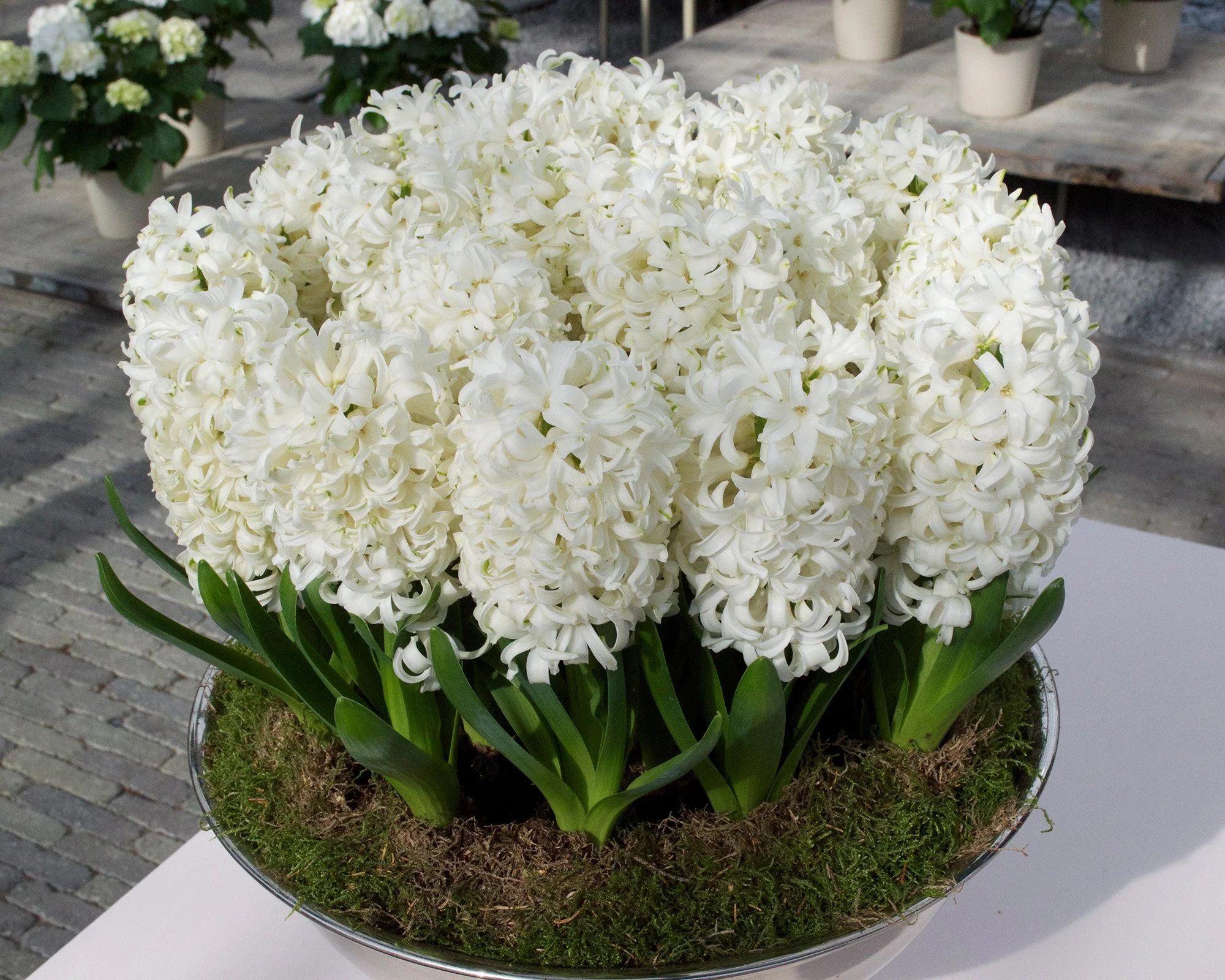 Hyacinth 'Carnegie' - Image 6